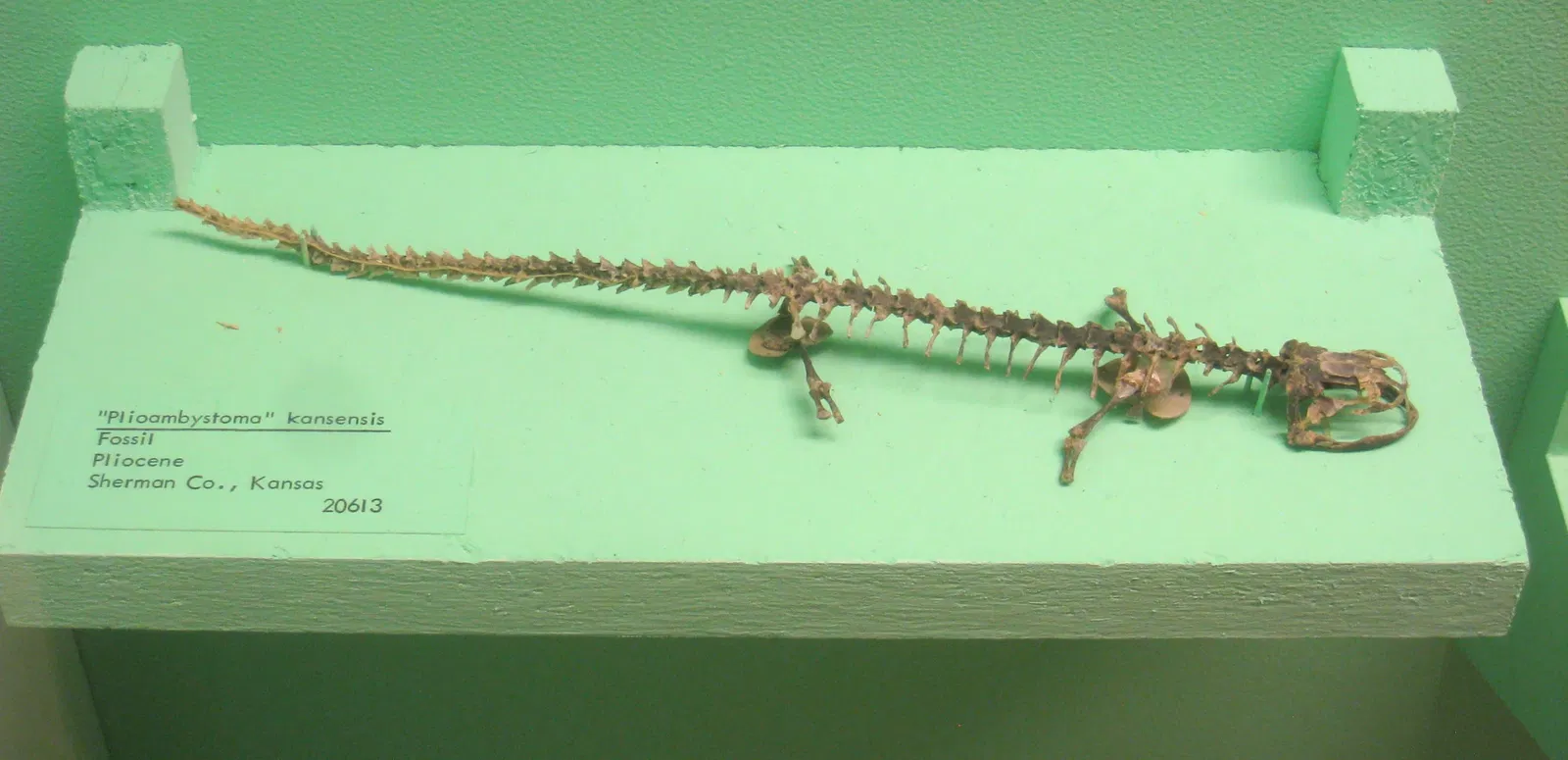 University of Michigan Museum of Natural History