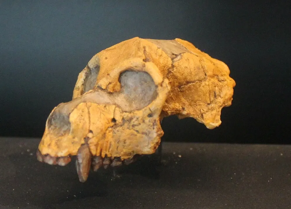 University of Michigan Museum of Natural History