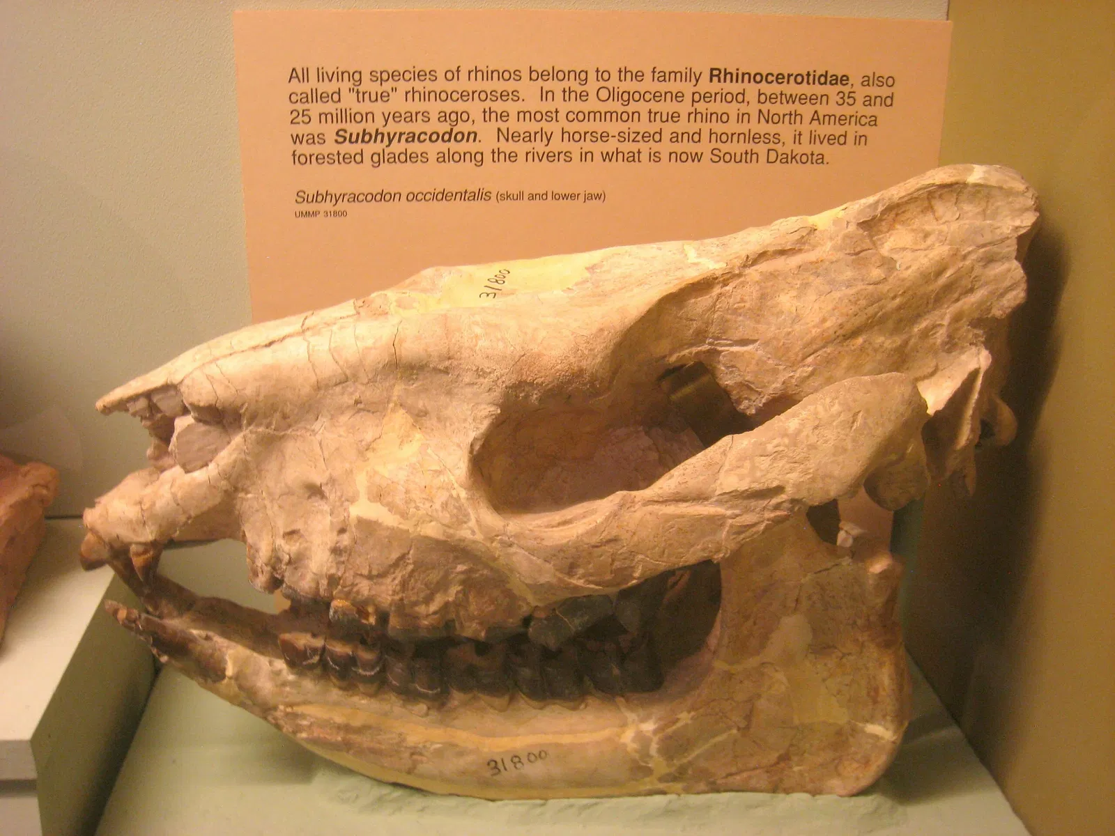 University of Michigan Museum of Natural History