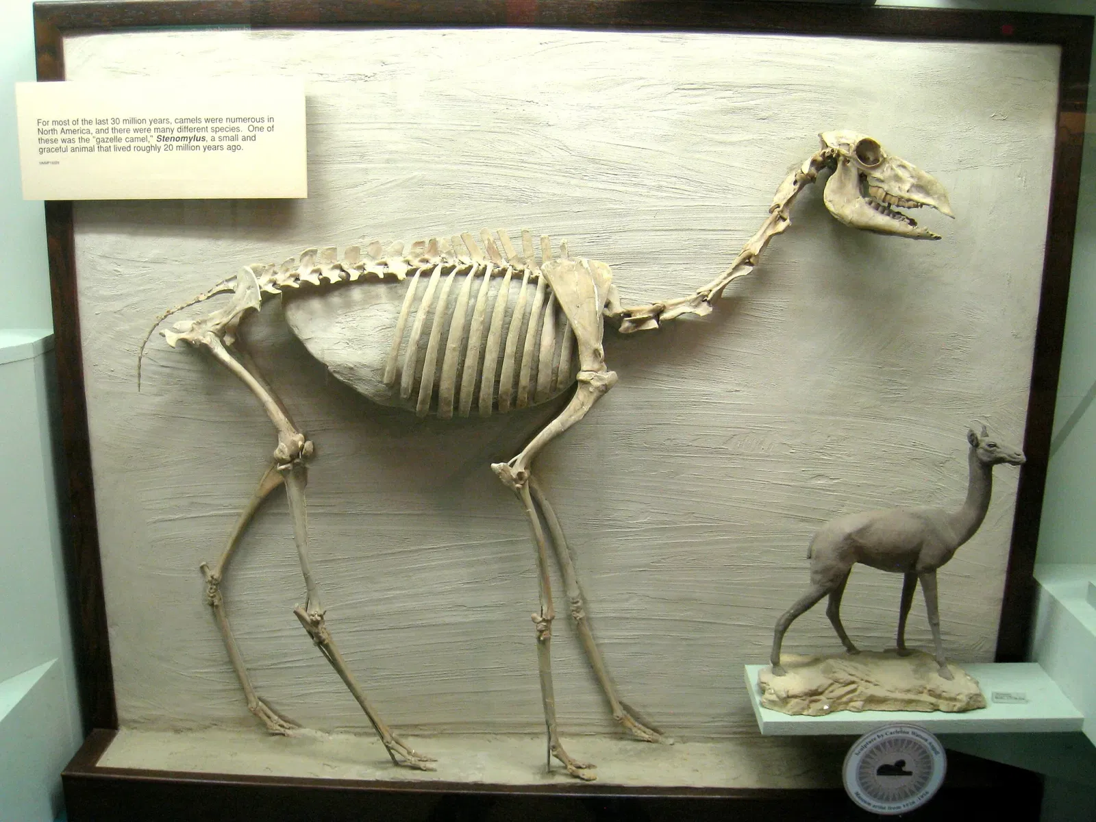 University of Michigan Museum of Natural History