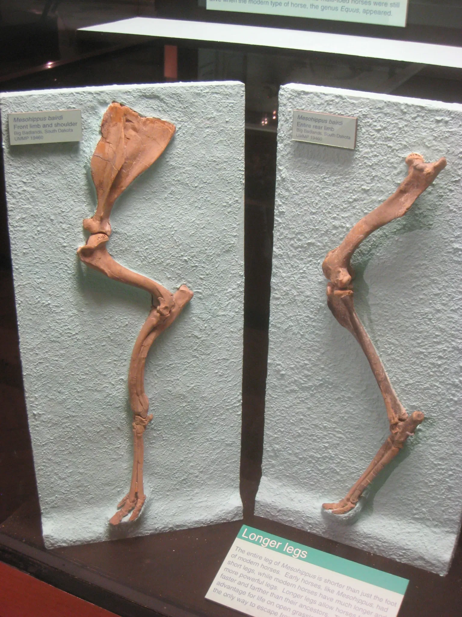 University of Michigan Museum of Natural History