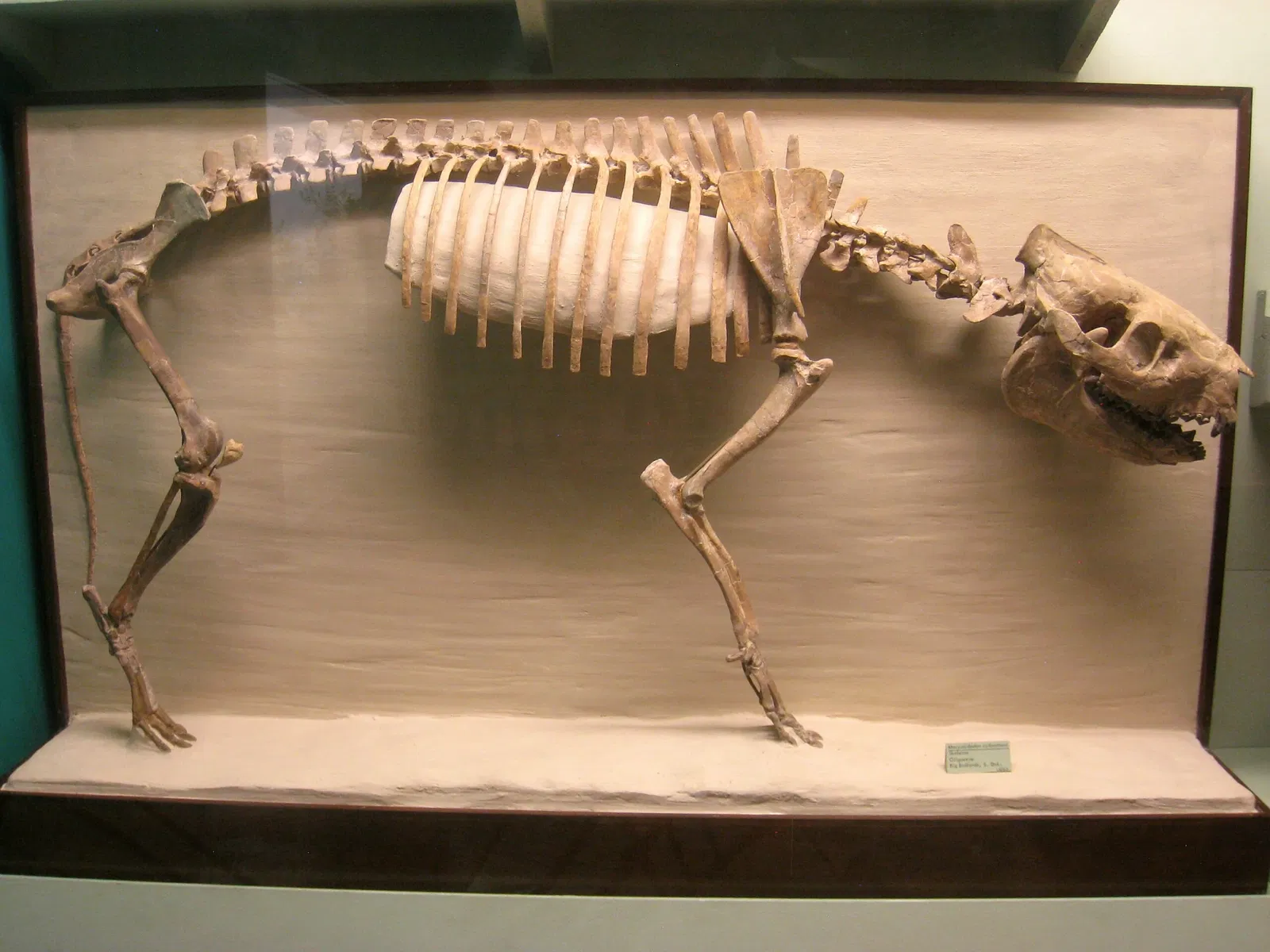 University of Michigan Museum of Natural History