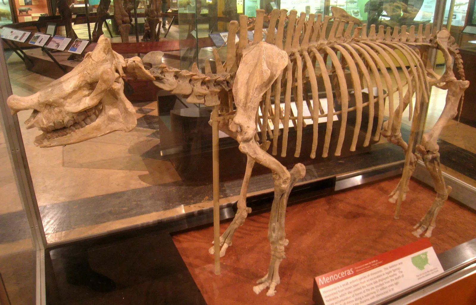 University of Michigan Museum of Natural History