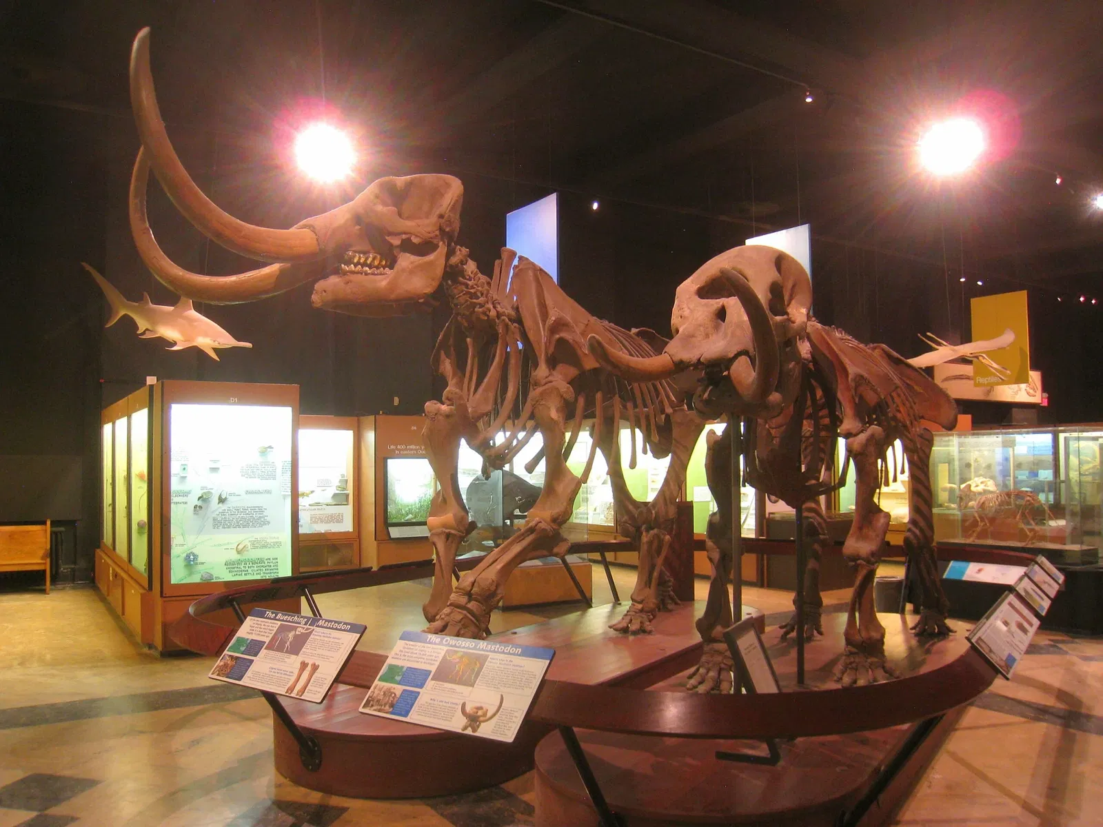 University of Michigan Museum of Natural History