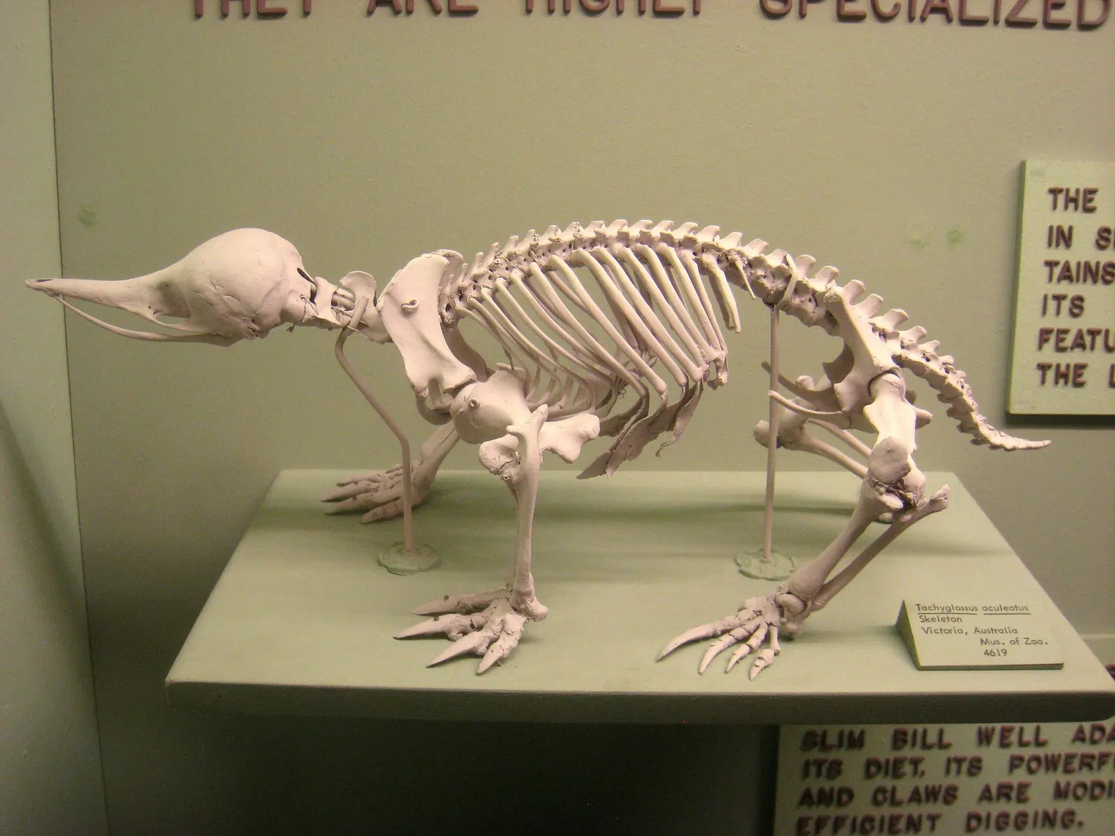 University of Michigan Museum of Natural History