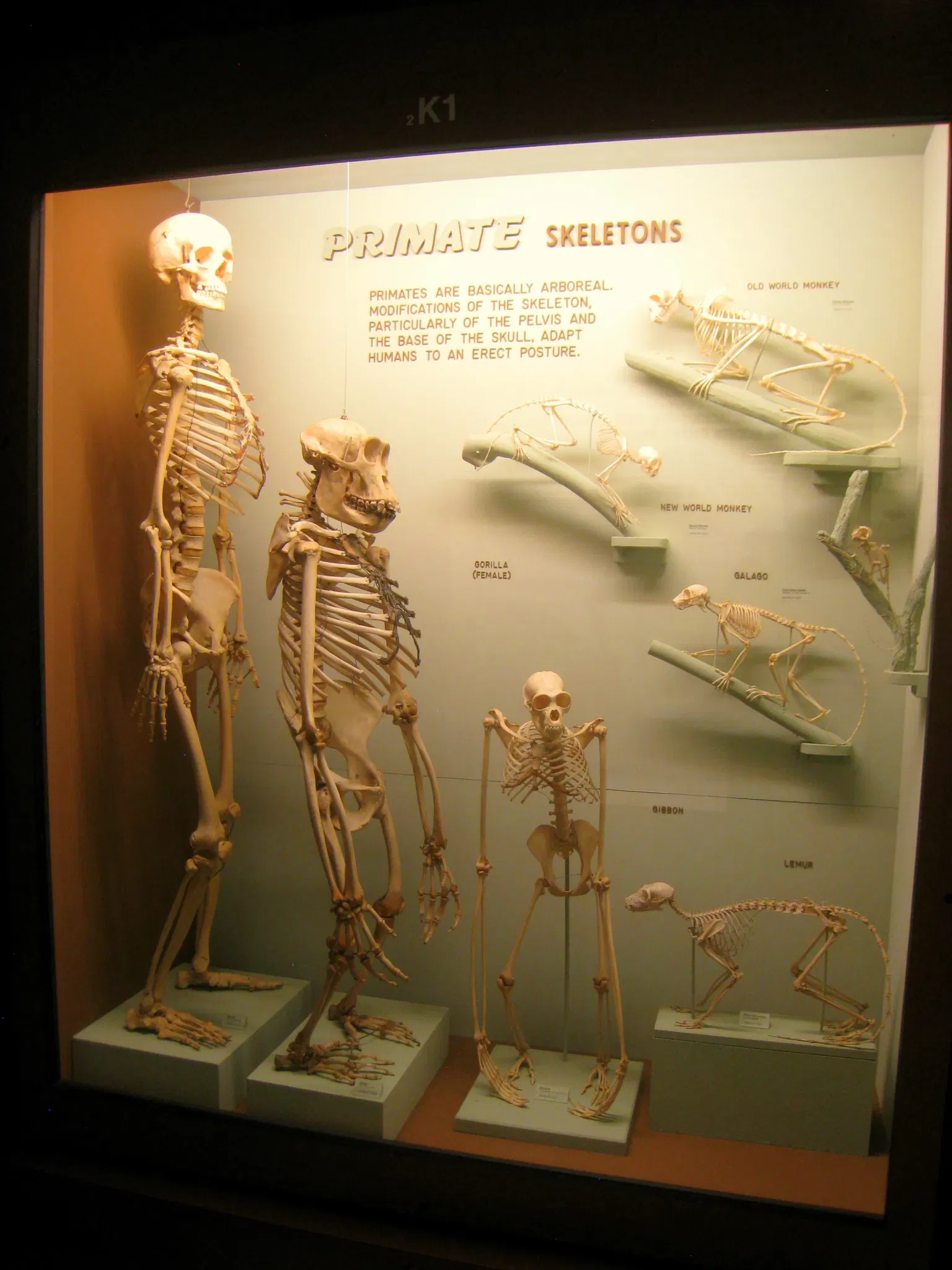 University of Michigan Museum of Natural History