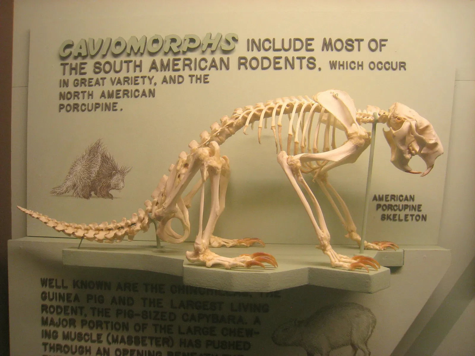 University of Michigan Museum of Natural History