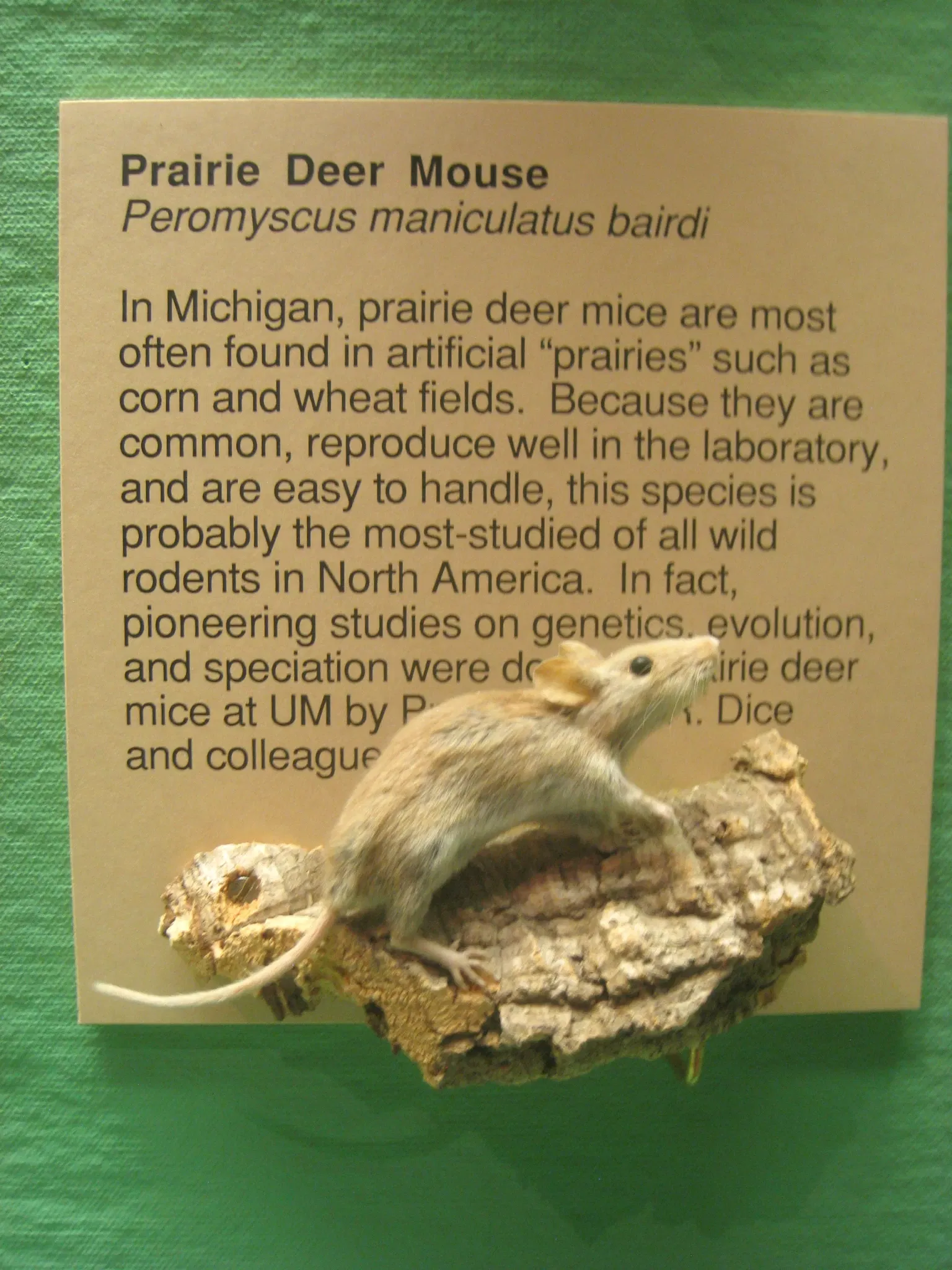 University of Michigan Museum of Natural History