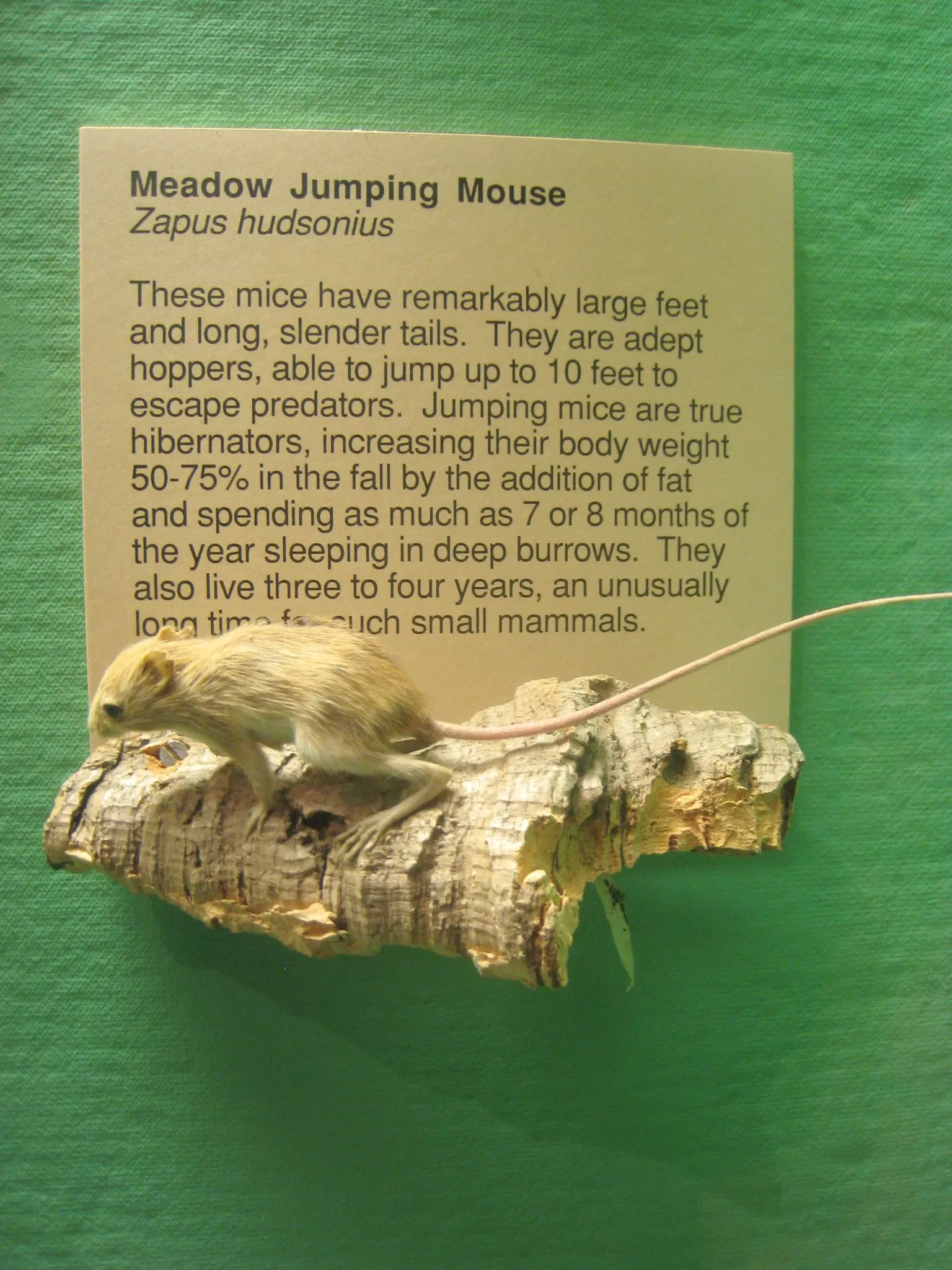 University of Michigan Museum of Natural History