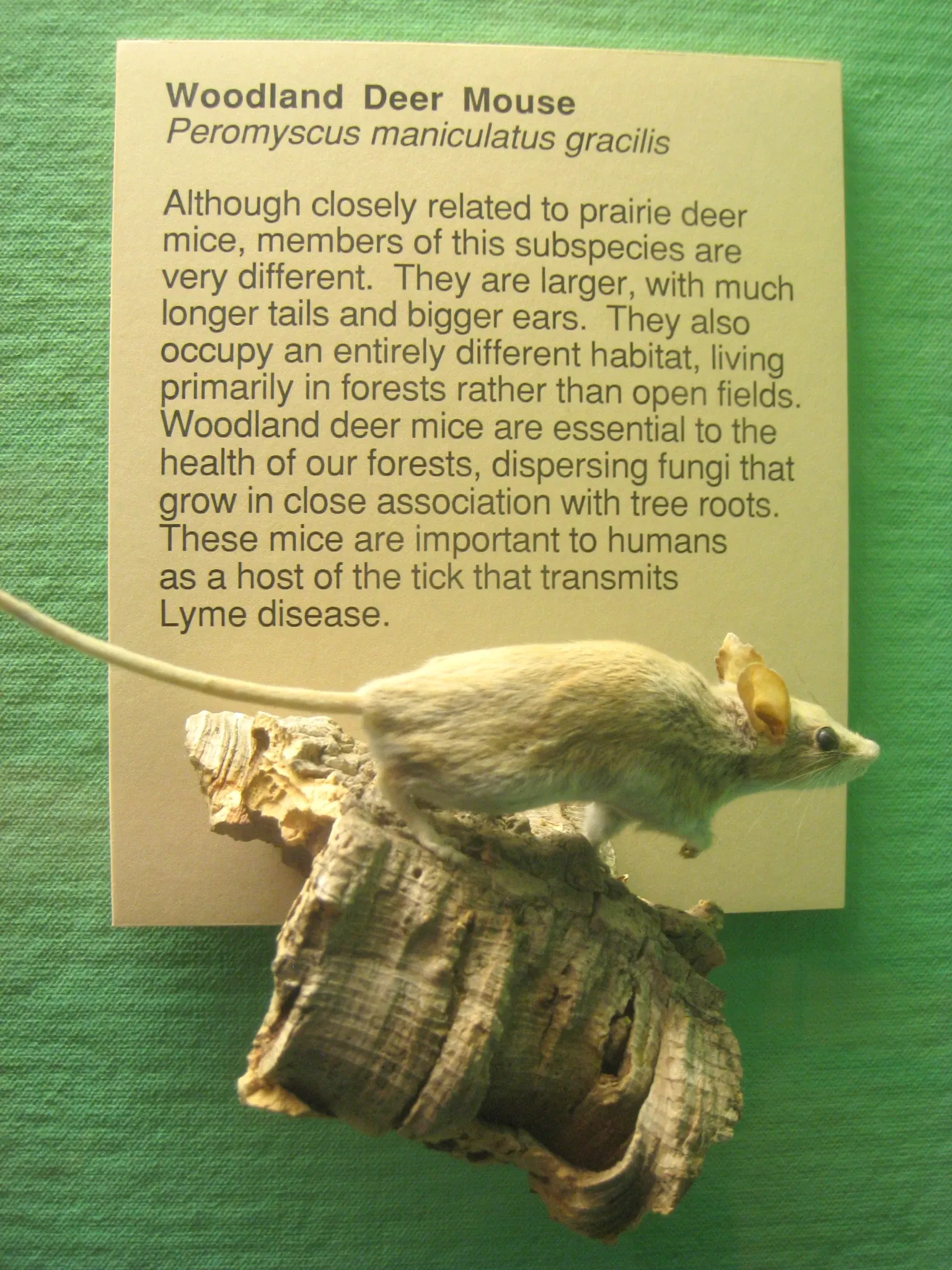 University of Michigan Museum of Natural History