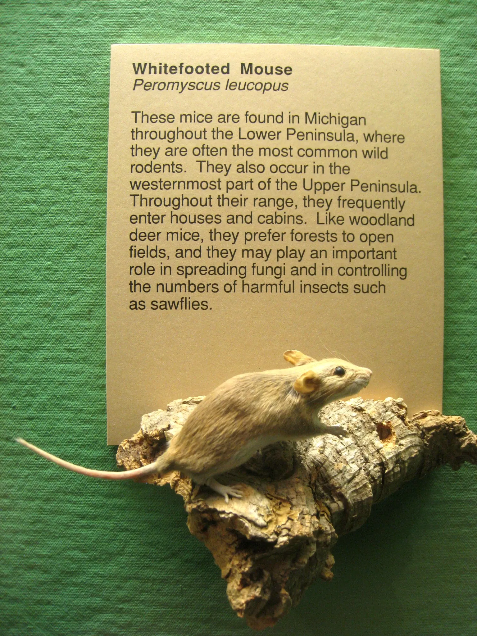 University of Michigan Museum of Natural History