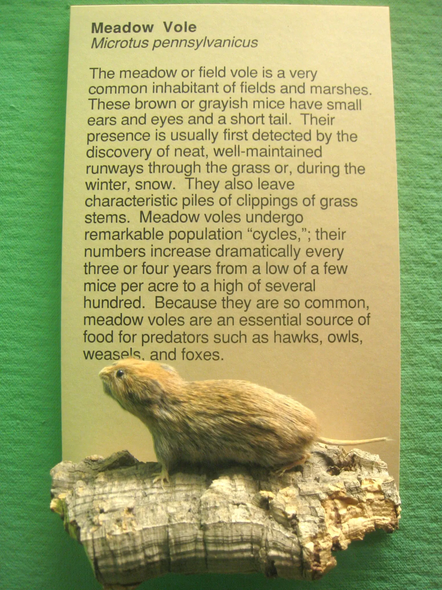 University of Michigan Museum of Natural History