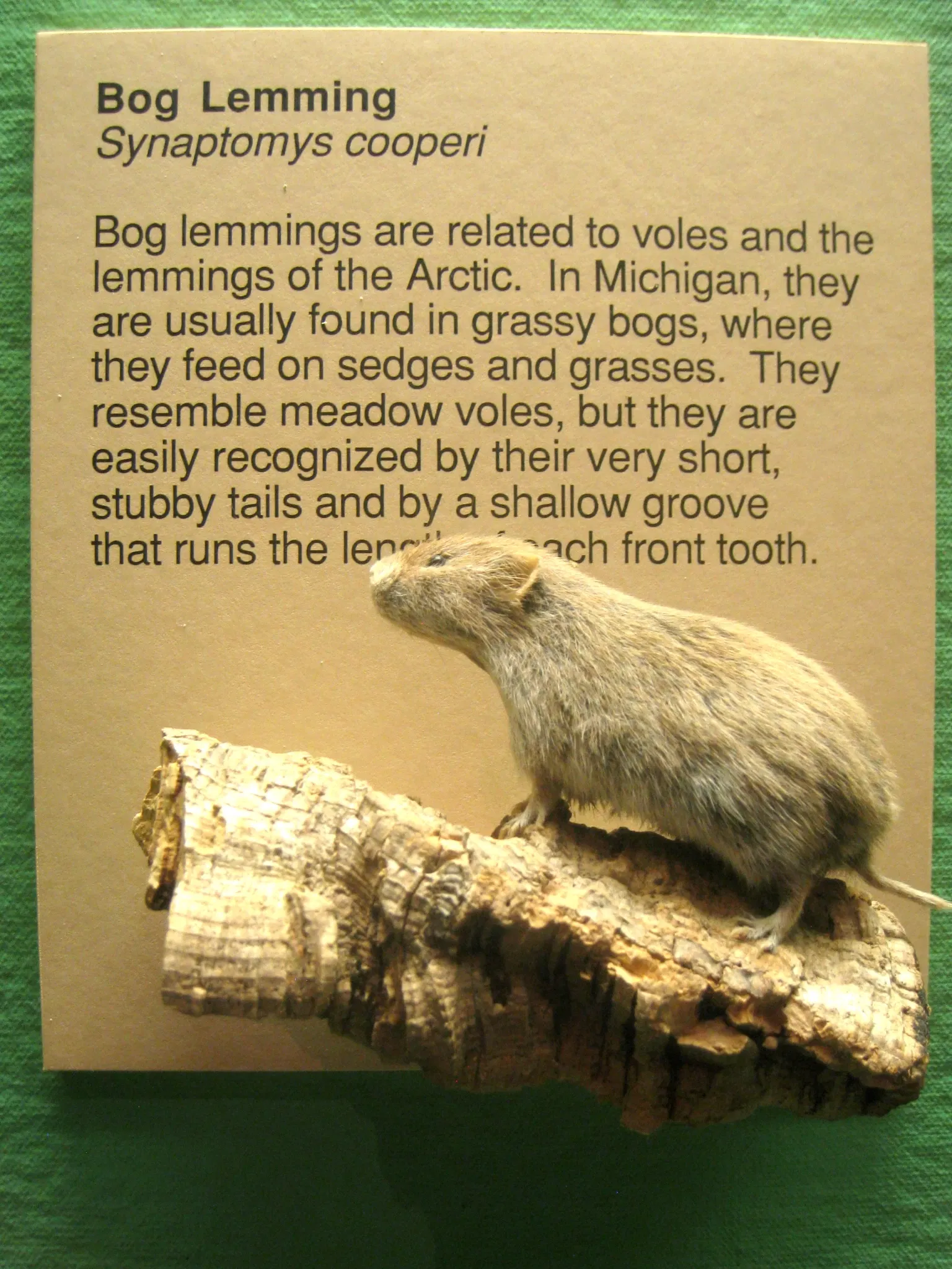 University of Michigan Museum of Natural History