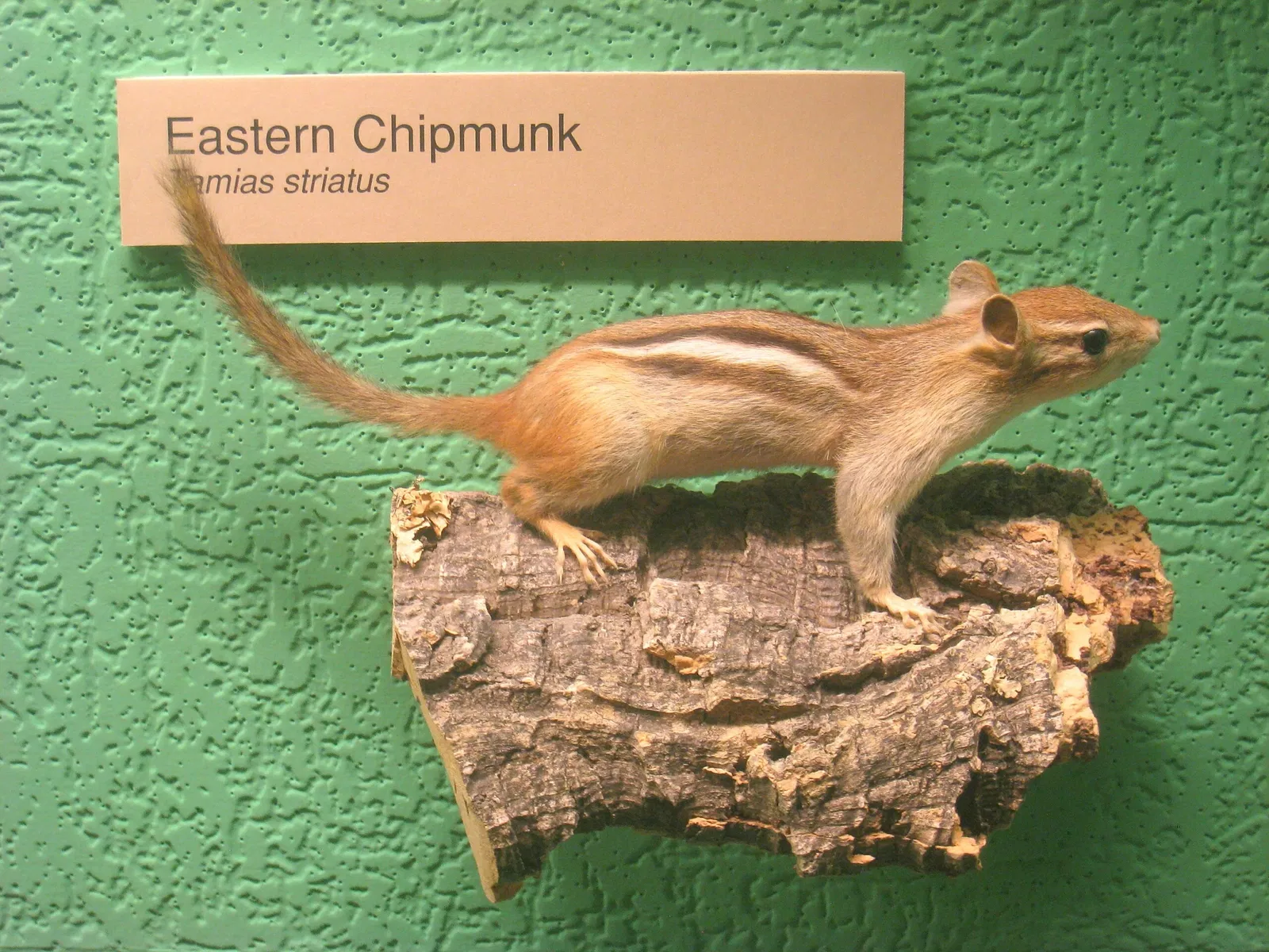 University of Michigan Museum of Natural History