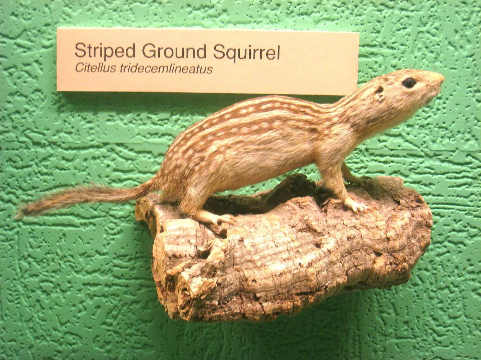 University of Michigan Museum of Natural History