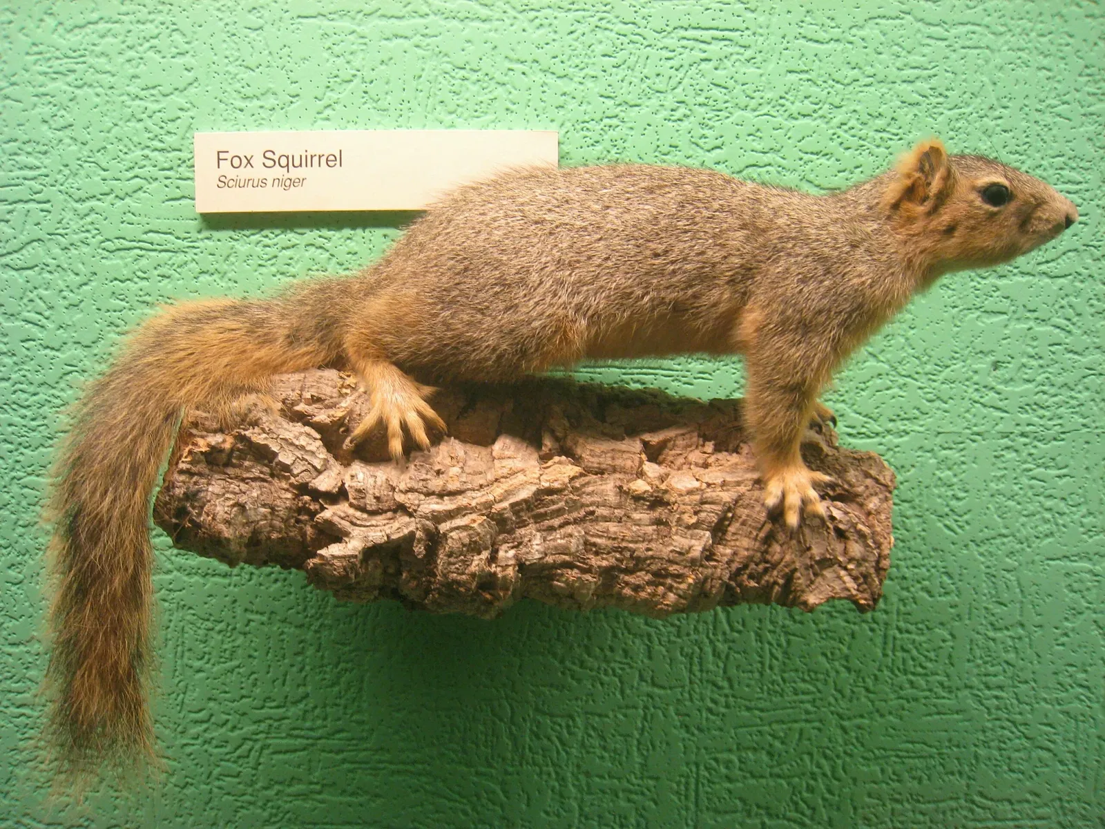 University of Michigan Museum of Natural History