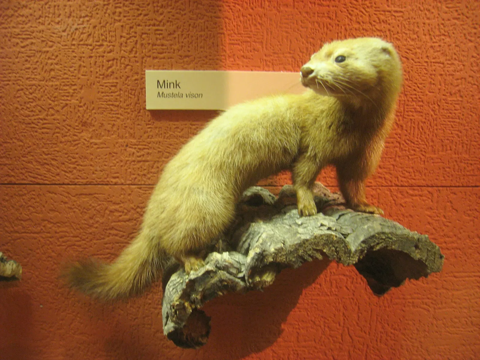 University of Michigan Museum of Natural History