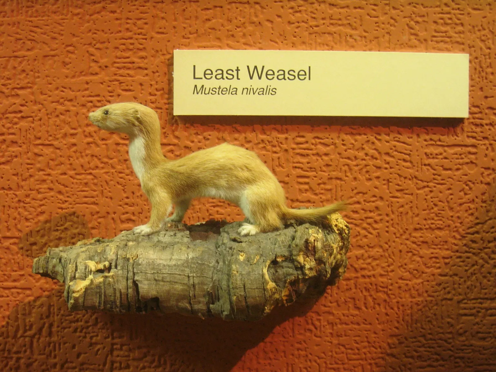 University of Michigan Museum of Natural History