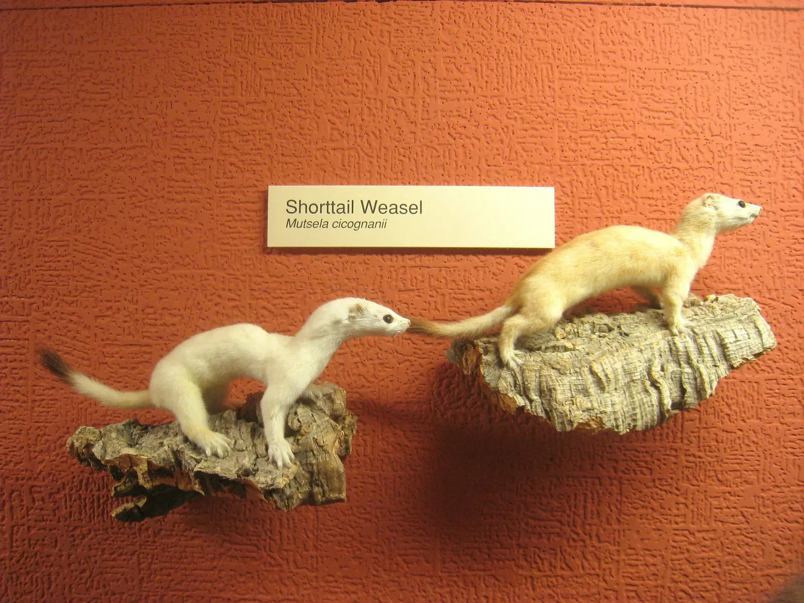 University of Michigan Museum of Natural History