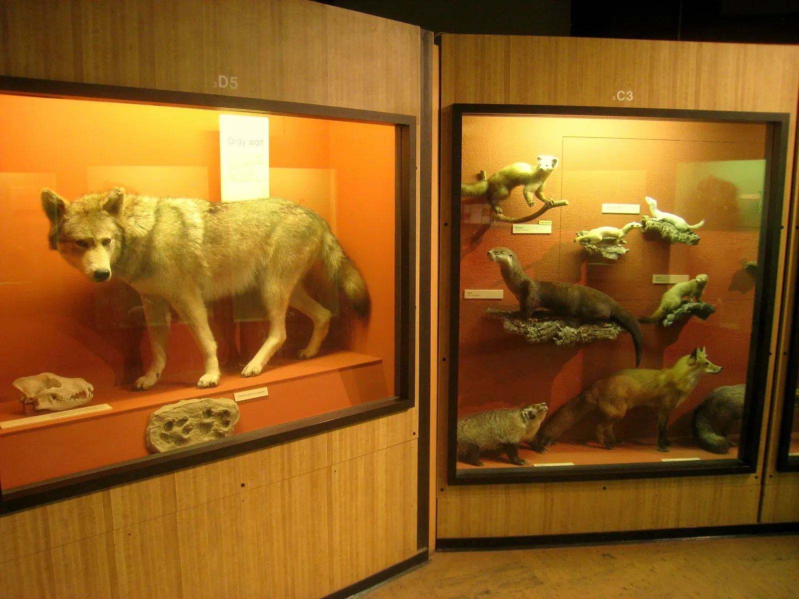 University of Michigan Museum of Natural History