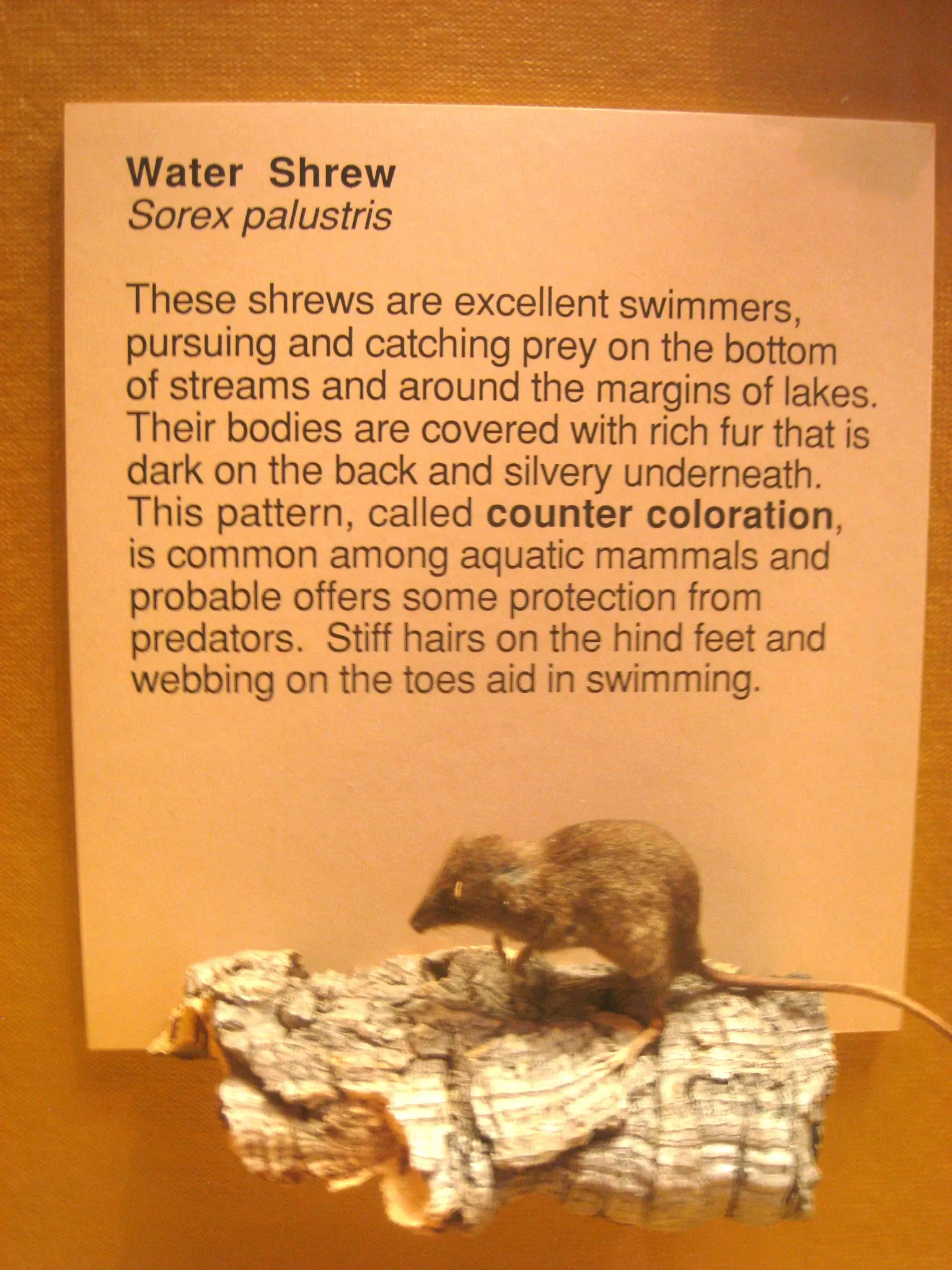 University of Michigan Museum of Natural History