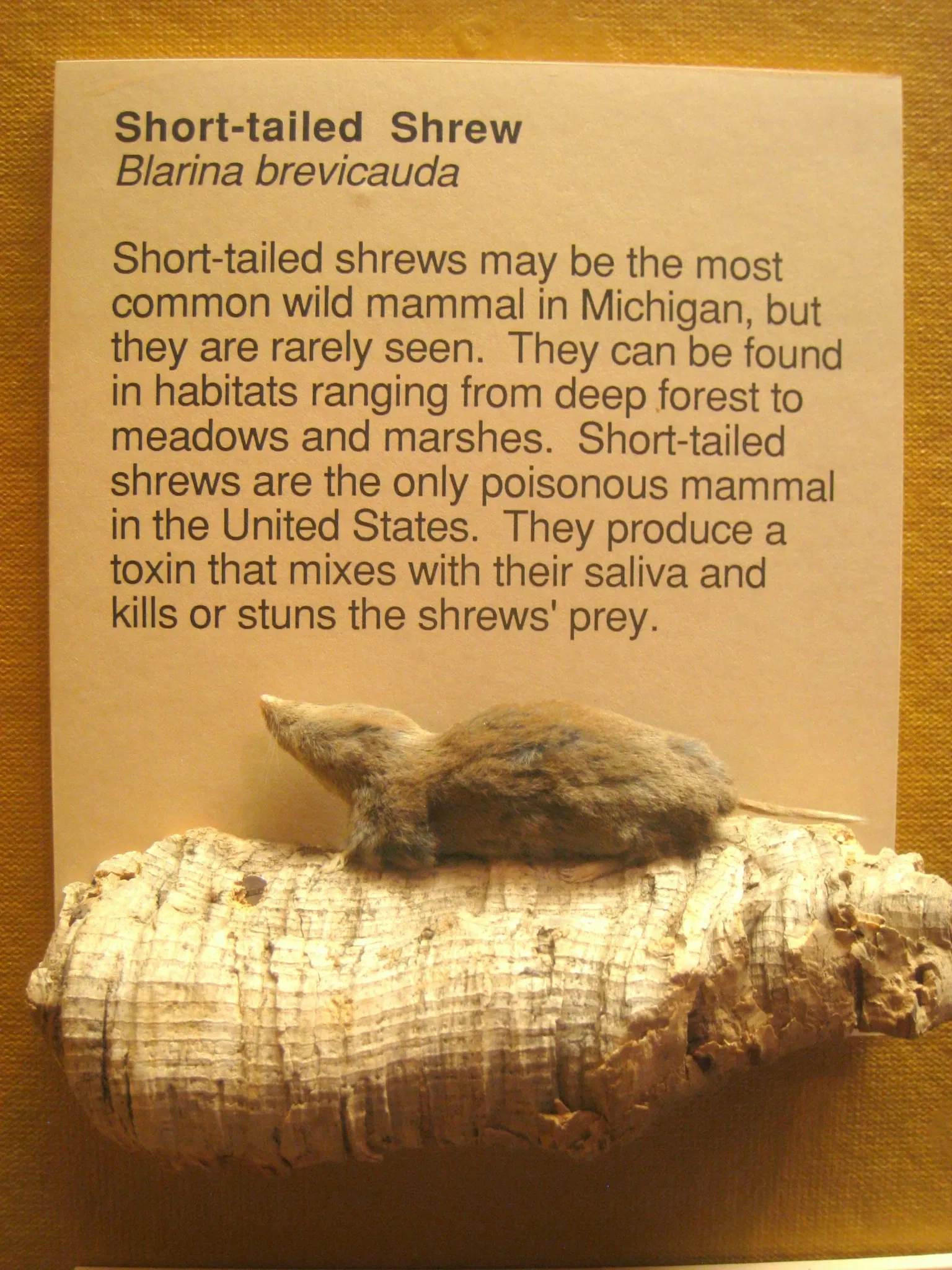 University of Michigan Museum of Natural History