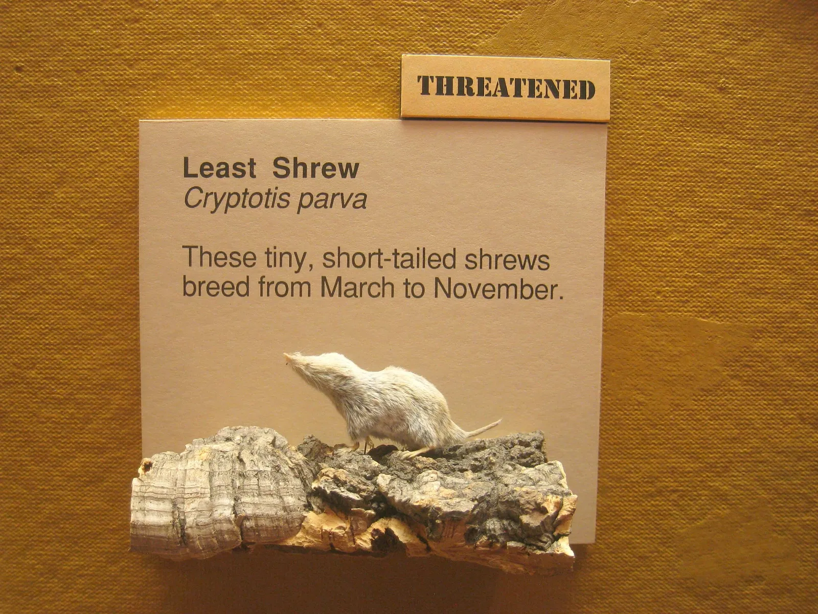 University of Michigan Museum of Natural History