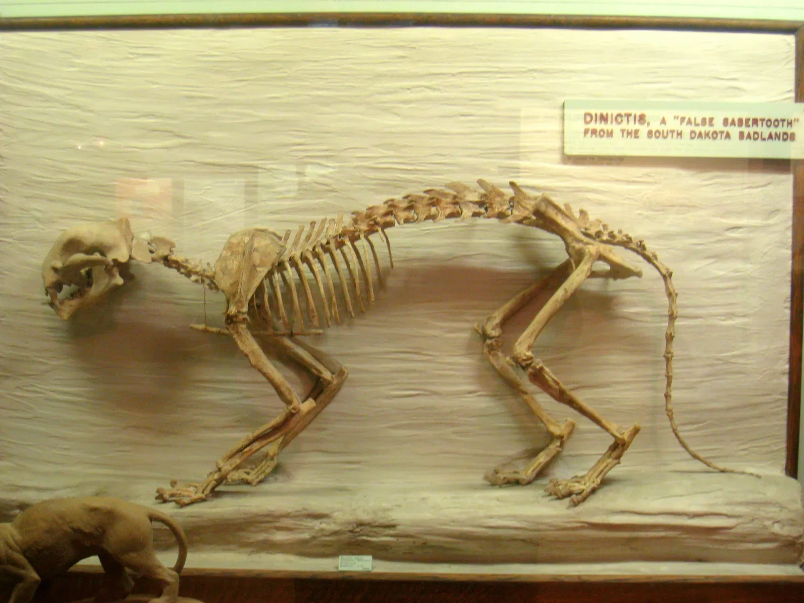 University of Michigan Museum of Natural History