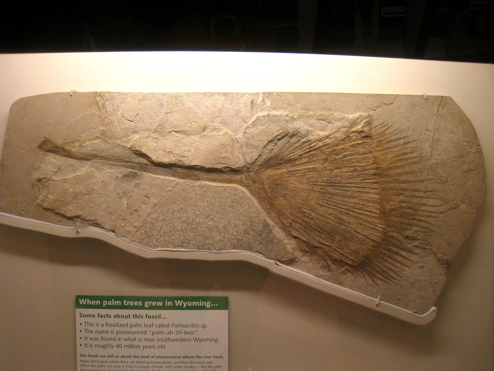 University of Michigan Museum of Natural History