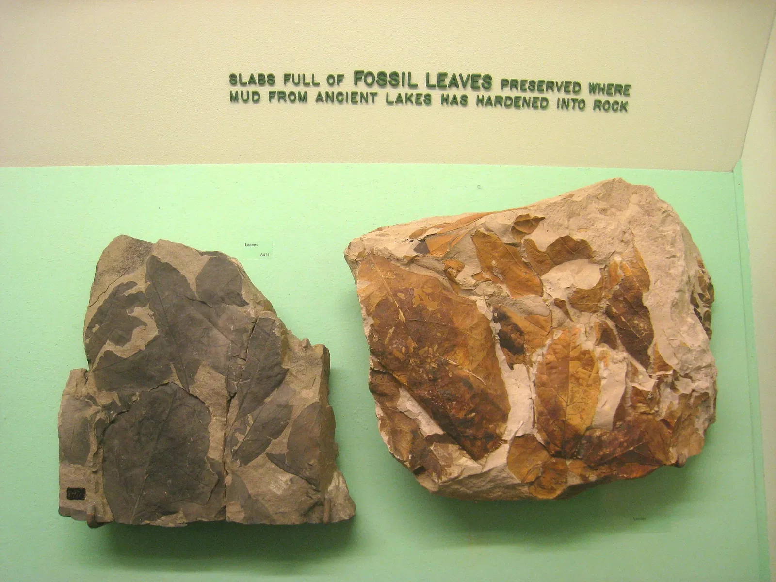 University of Michigan Museum of Natural History