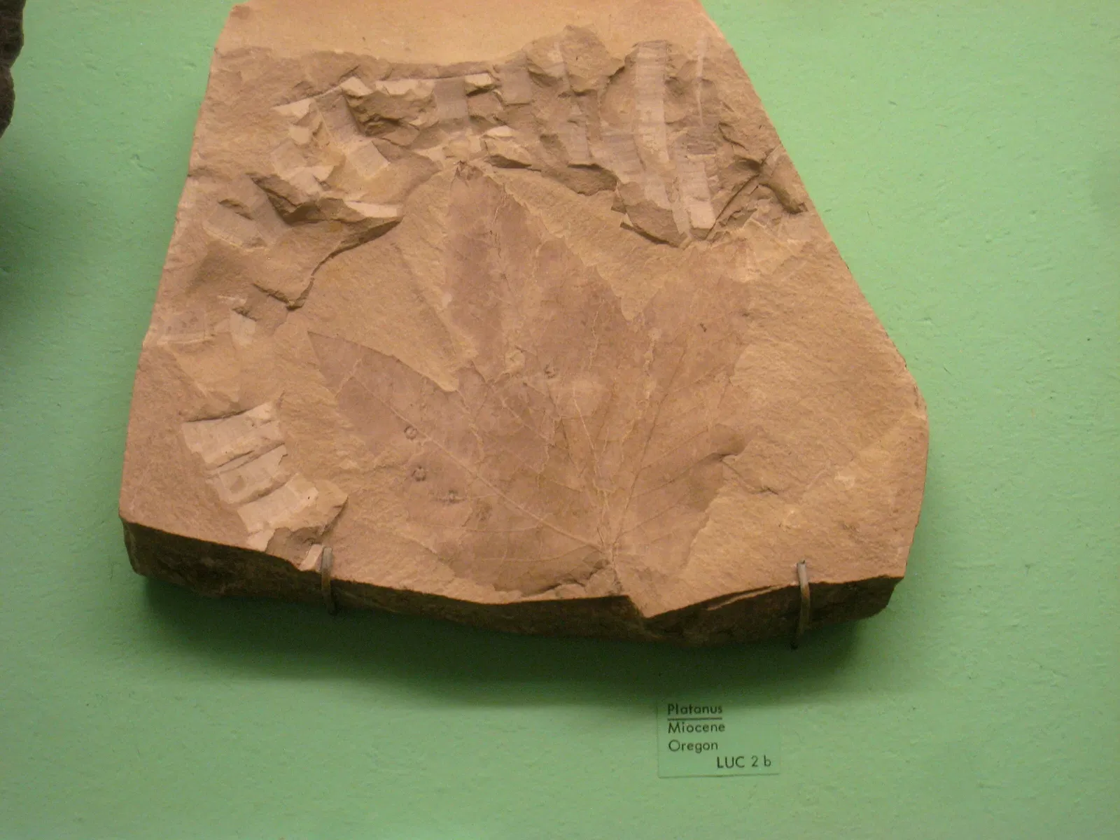 University of Michigan Museum of Natural History