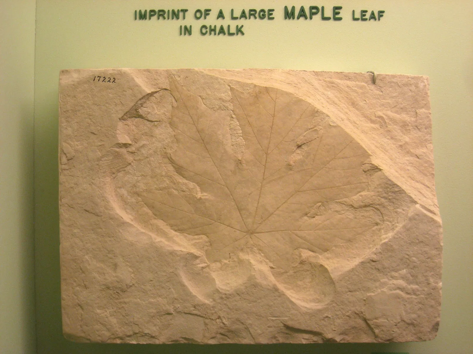 University of Michigan Museum of Natural History