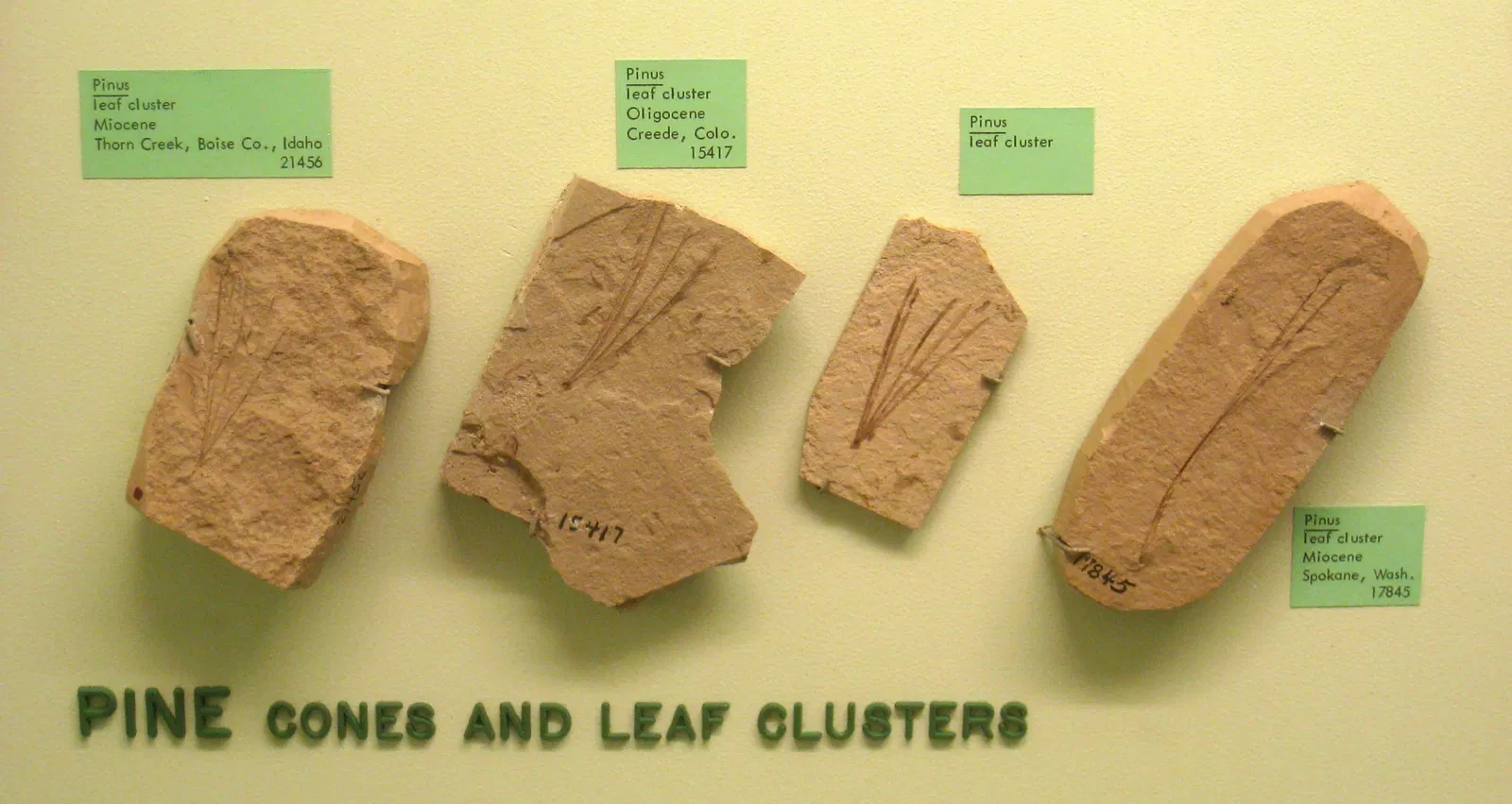 University of Michigan Museum of Natural History