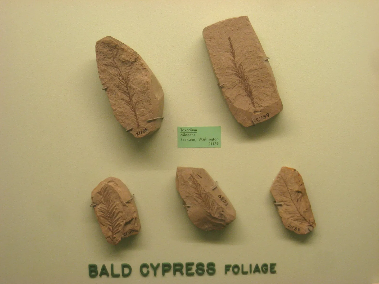 University of Michigan Museum of Natural History