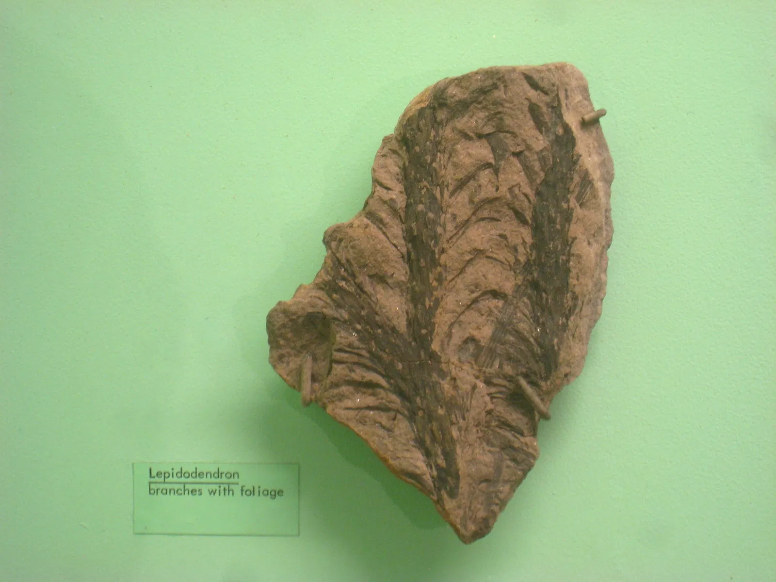 University of Michigan Museum of Natural History