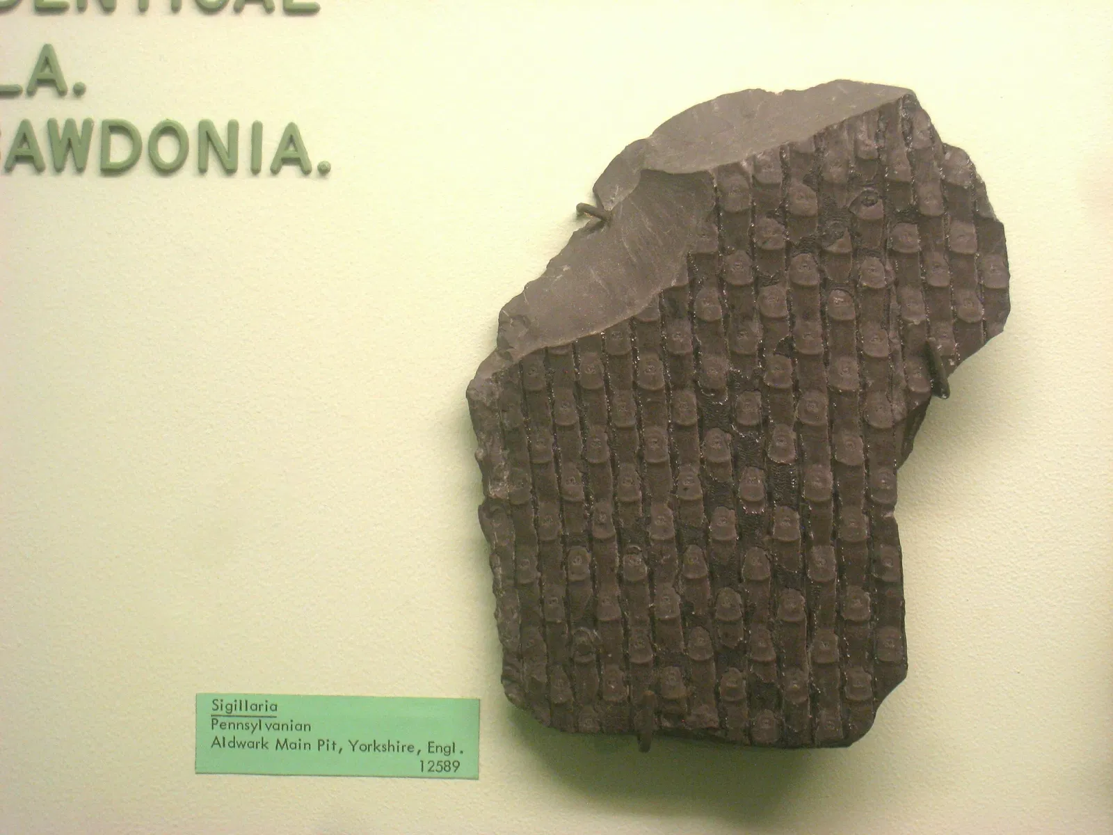 University of Michigan Museum of Natural History