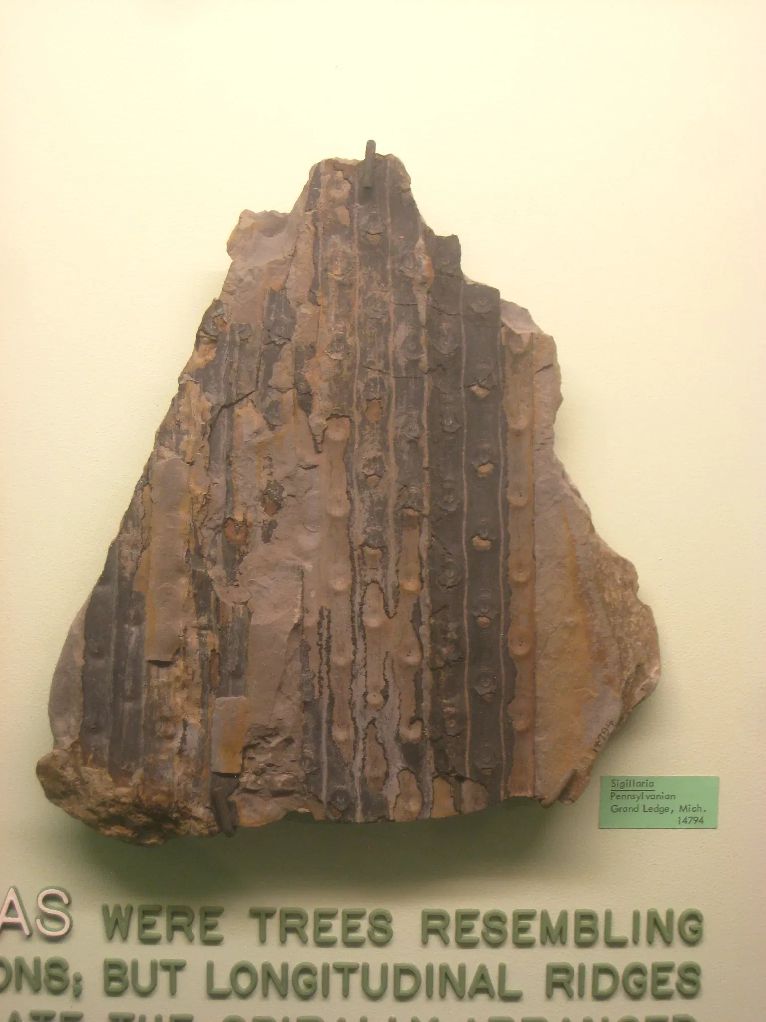 University of Michigan Museum of Natural History