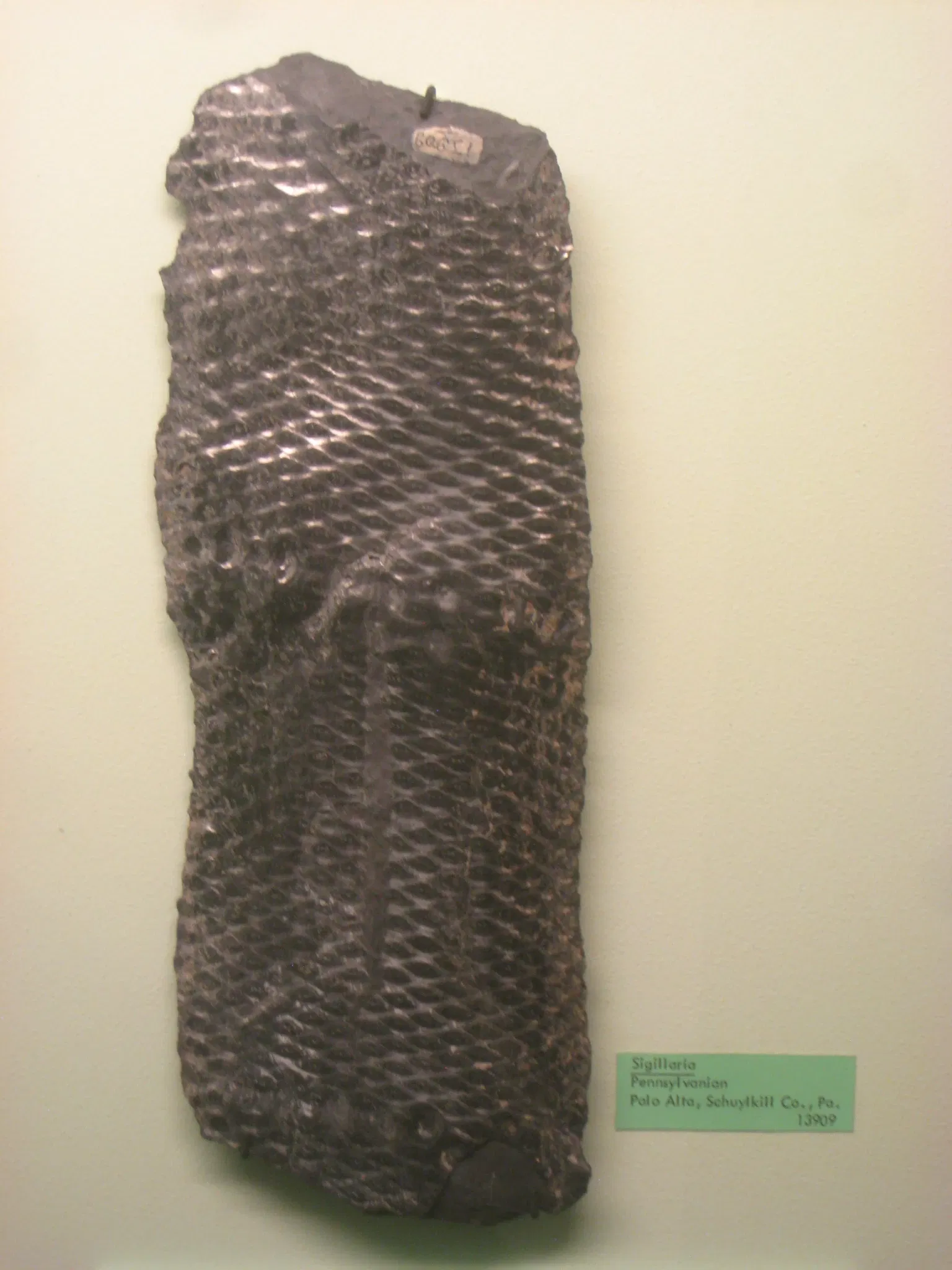 University of Michigan Museum of Natural History