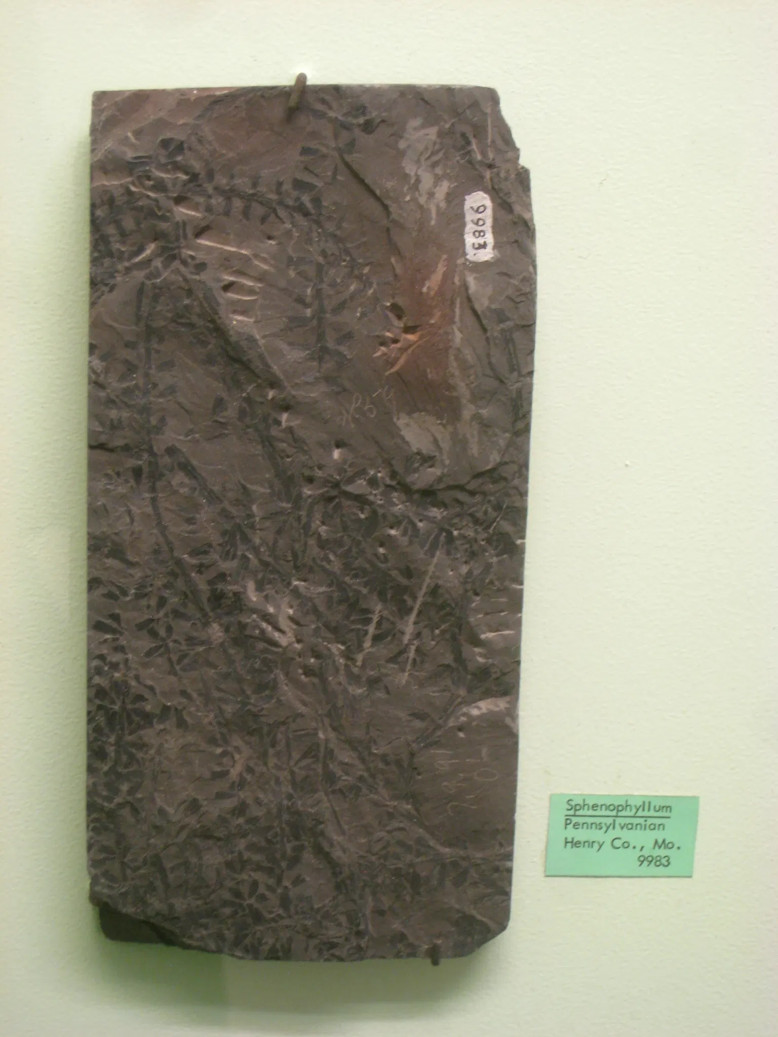 University of Michigan Museum of Natural History