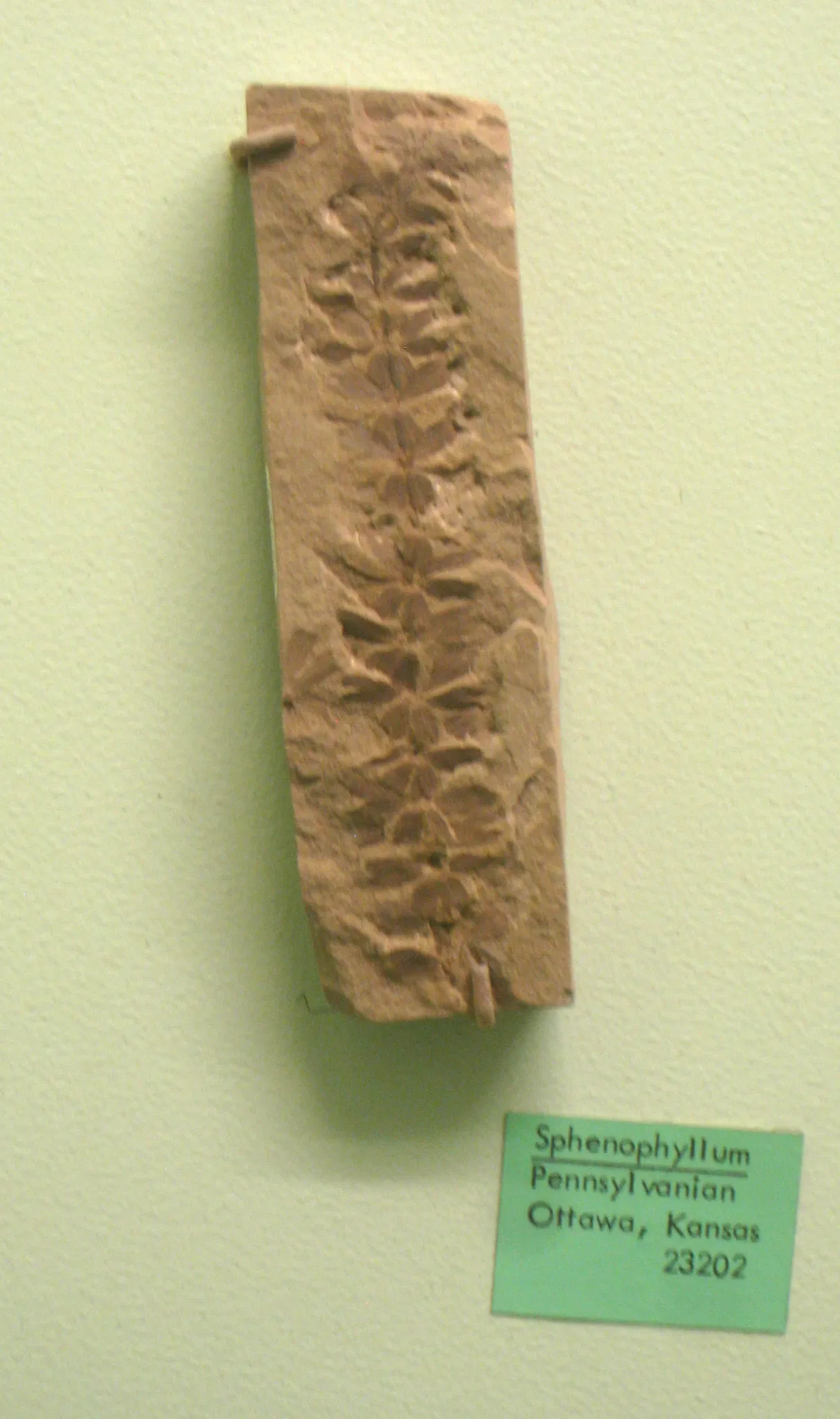 University of Michigan Museum of Natural History