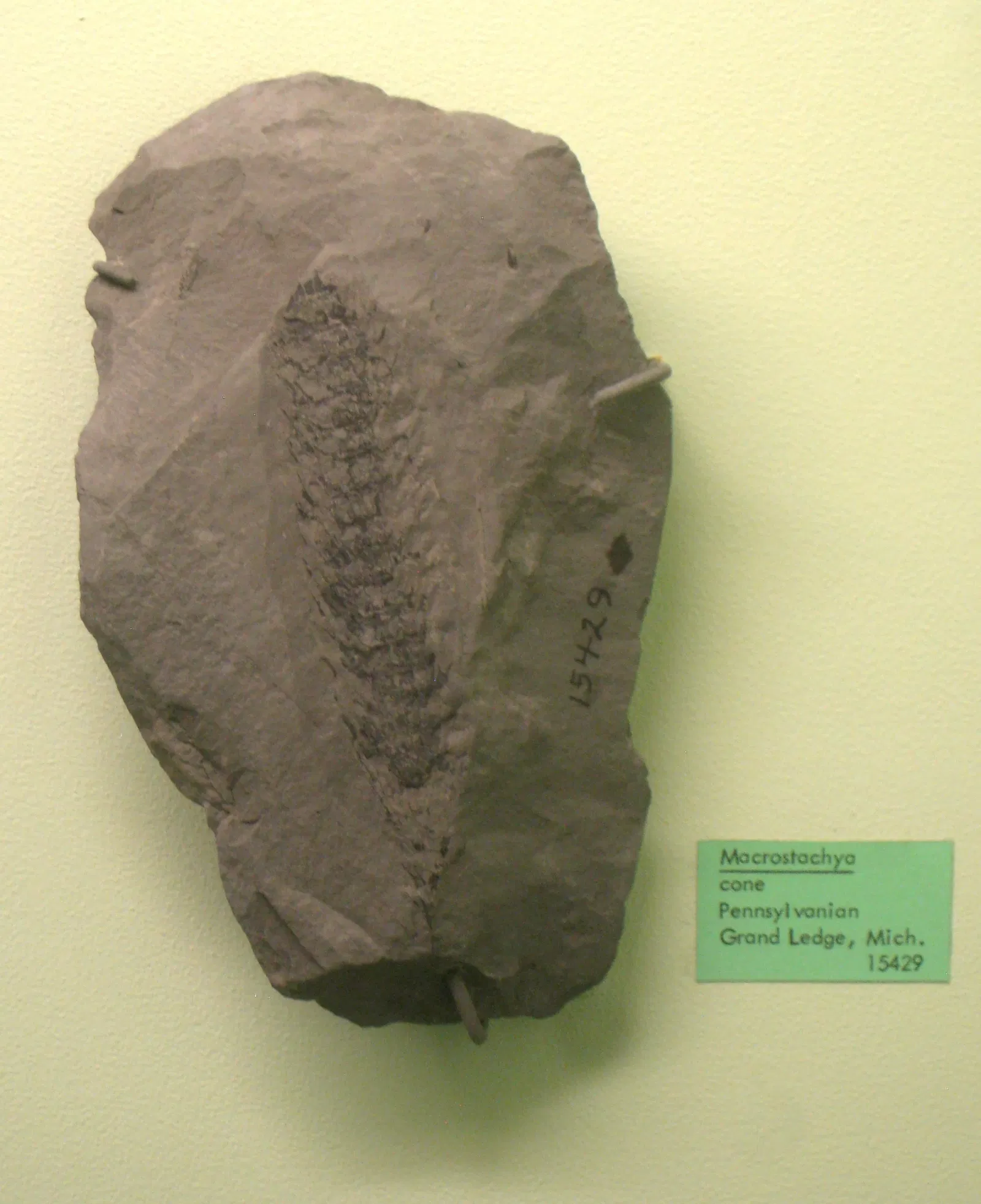 University of Michigan Museum of Natural History