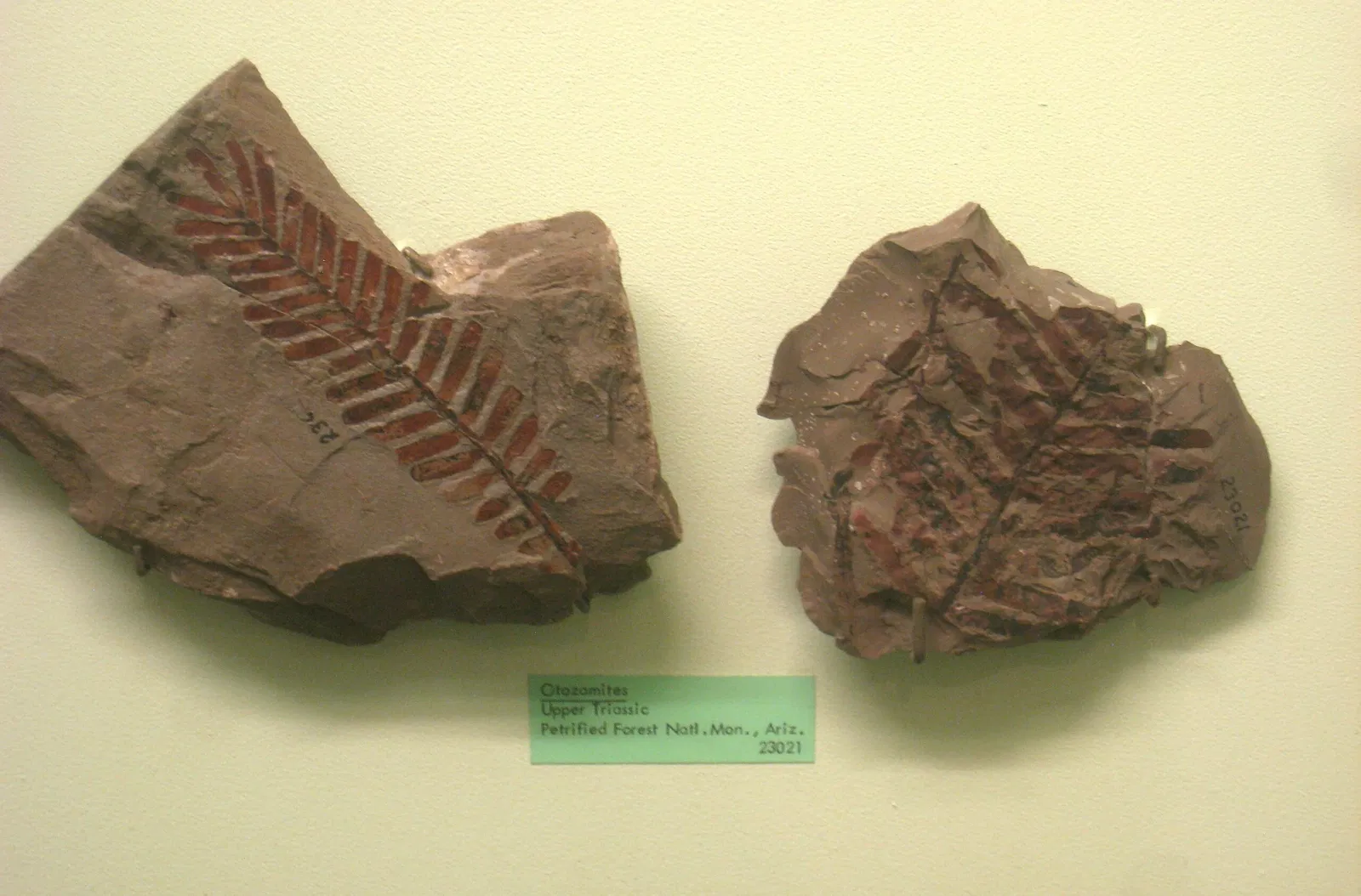 University of Michigan Museum of Natural History