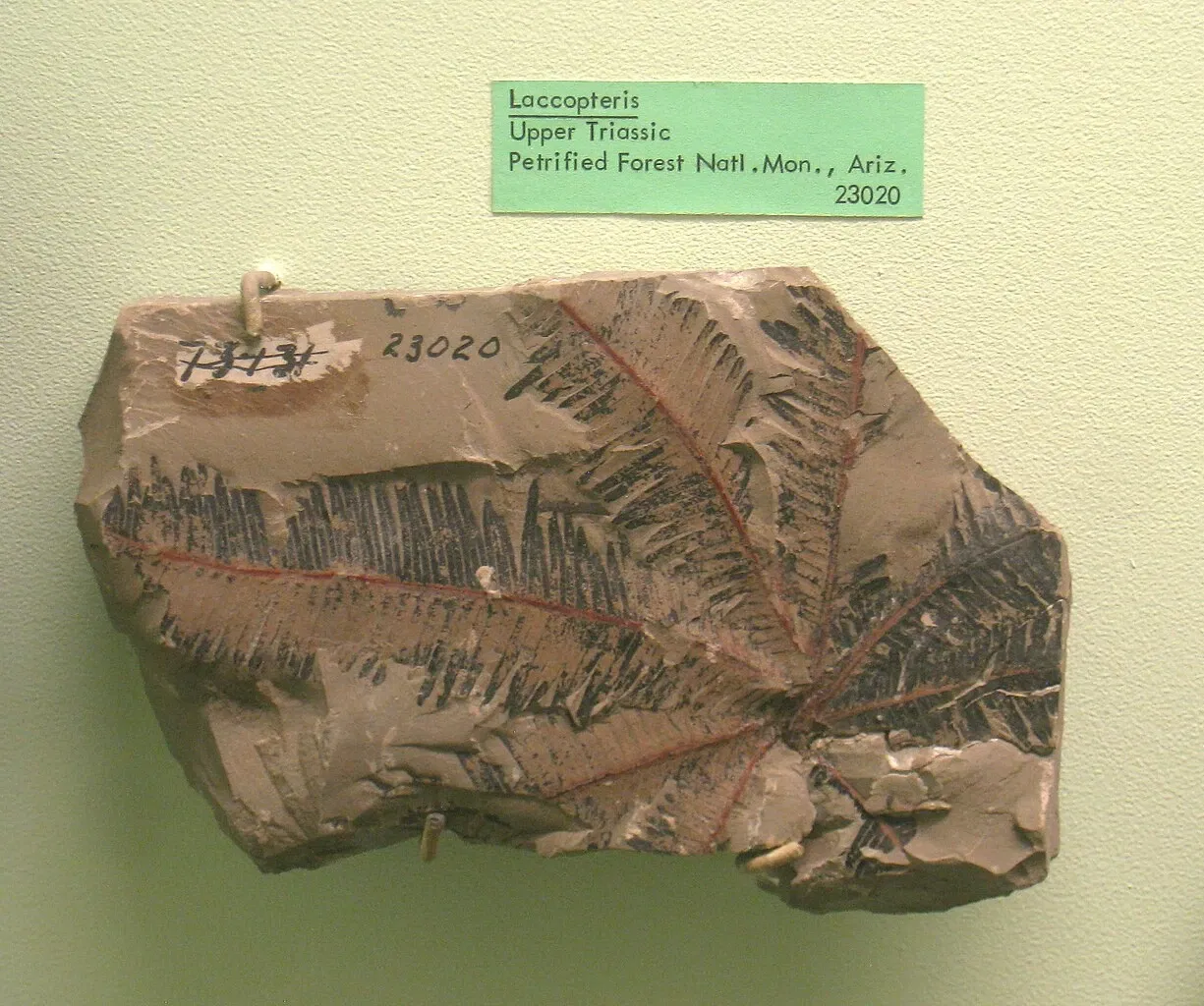 University of Michigan Museum of Natural History