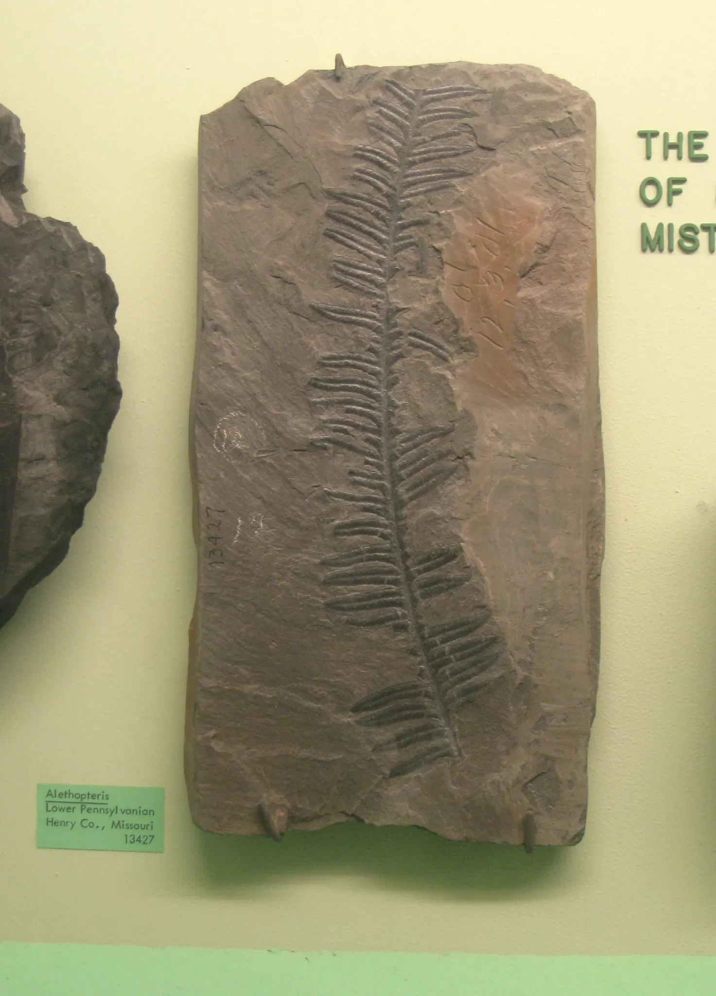 University of Michigan Museum of Natural History