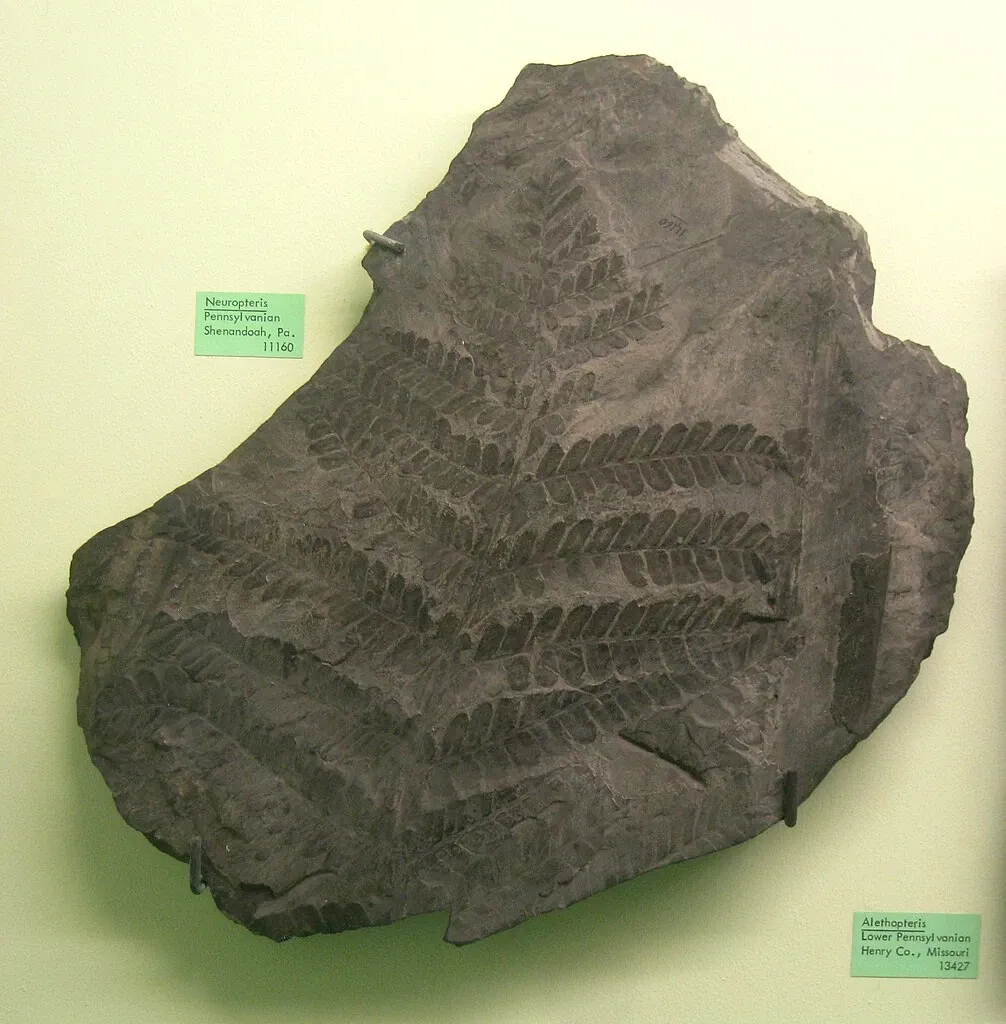 University of Michigan Museum of Natural History