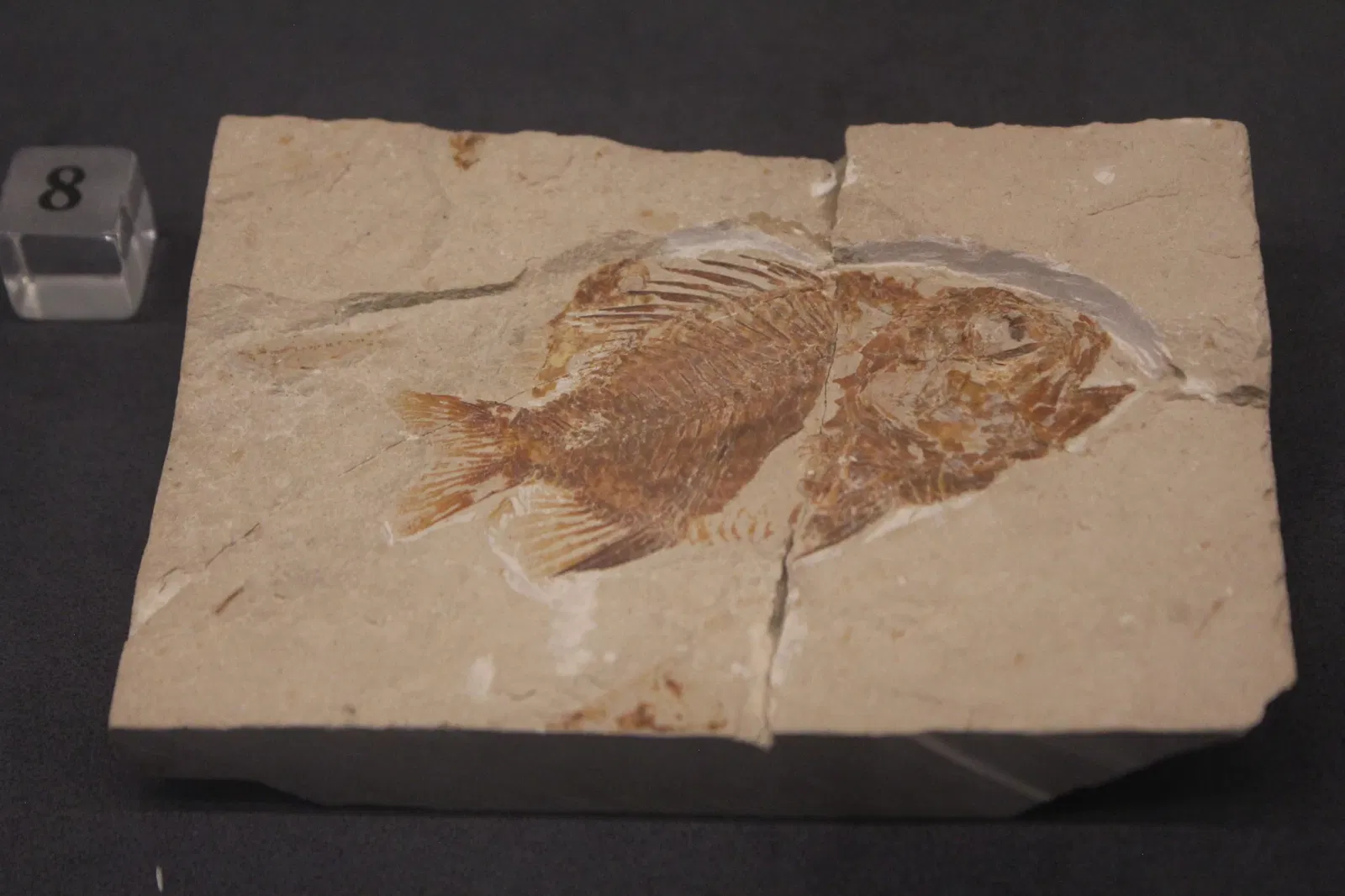 University of Michigan Museum of Natural History