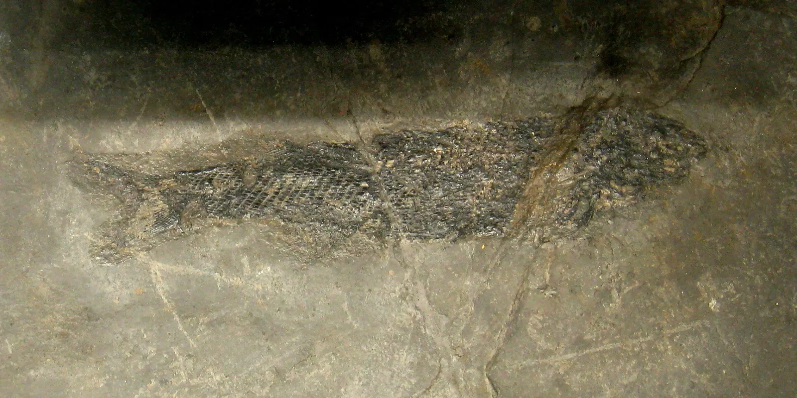 University of Michigan Museum of Natural History