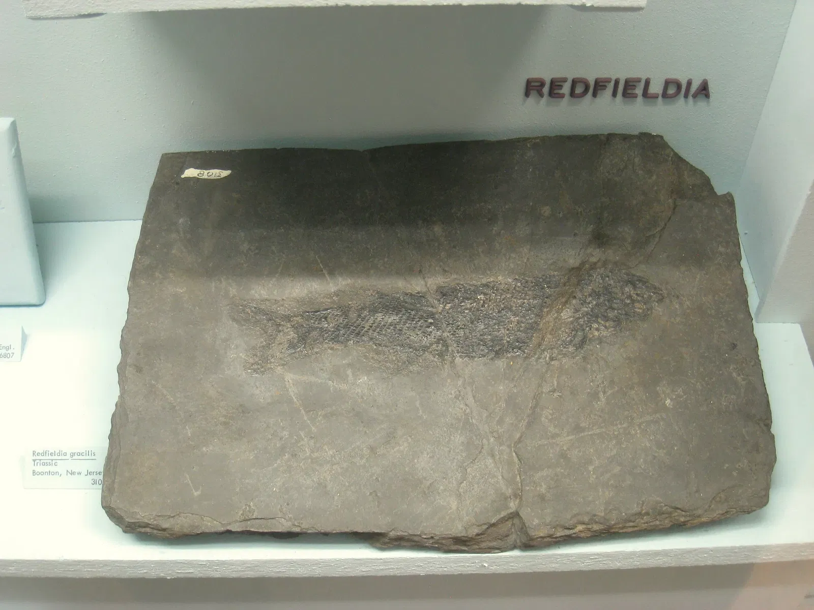 University of Michigan Museum of Natural History