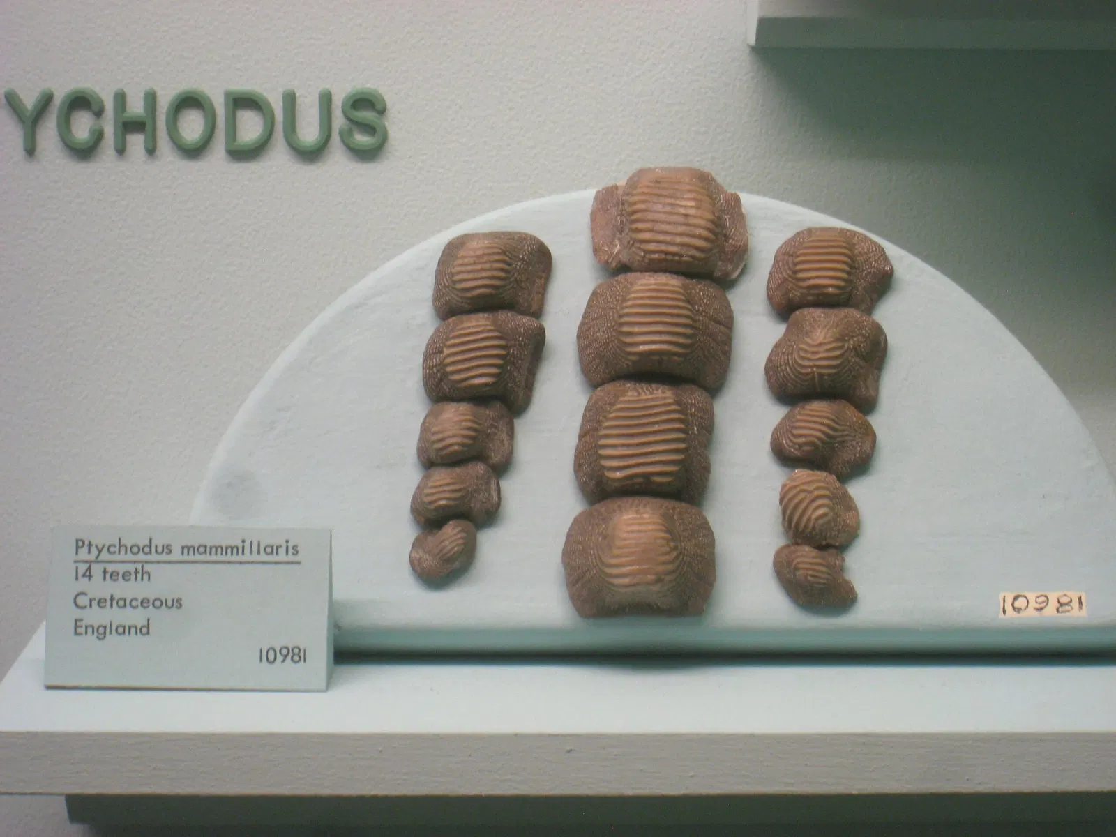 University of Michigan Museum of Natural History