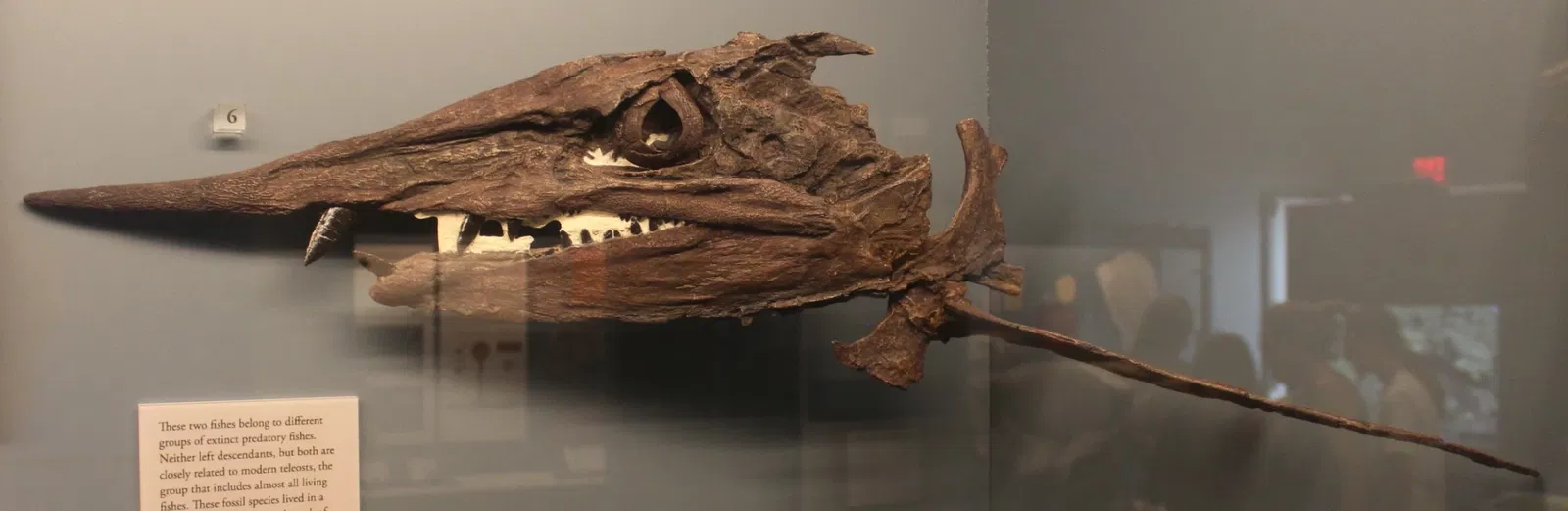 University of Michigan Museum of Natural History